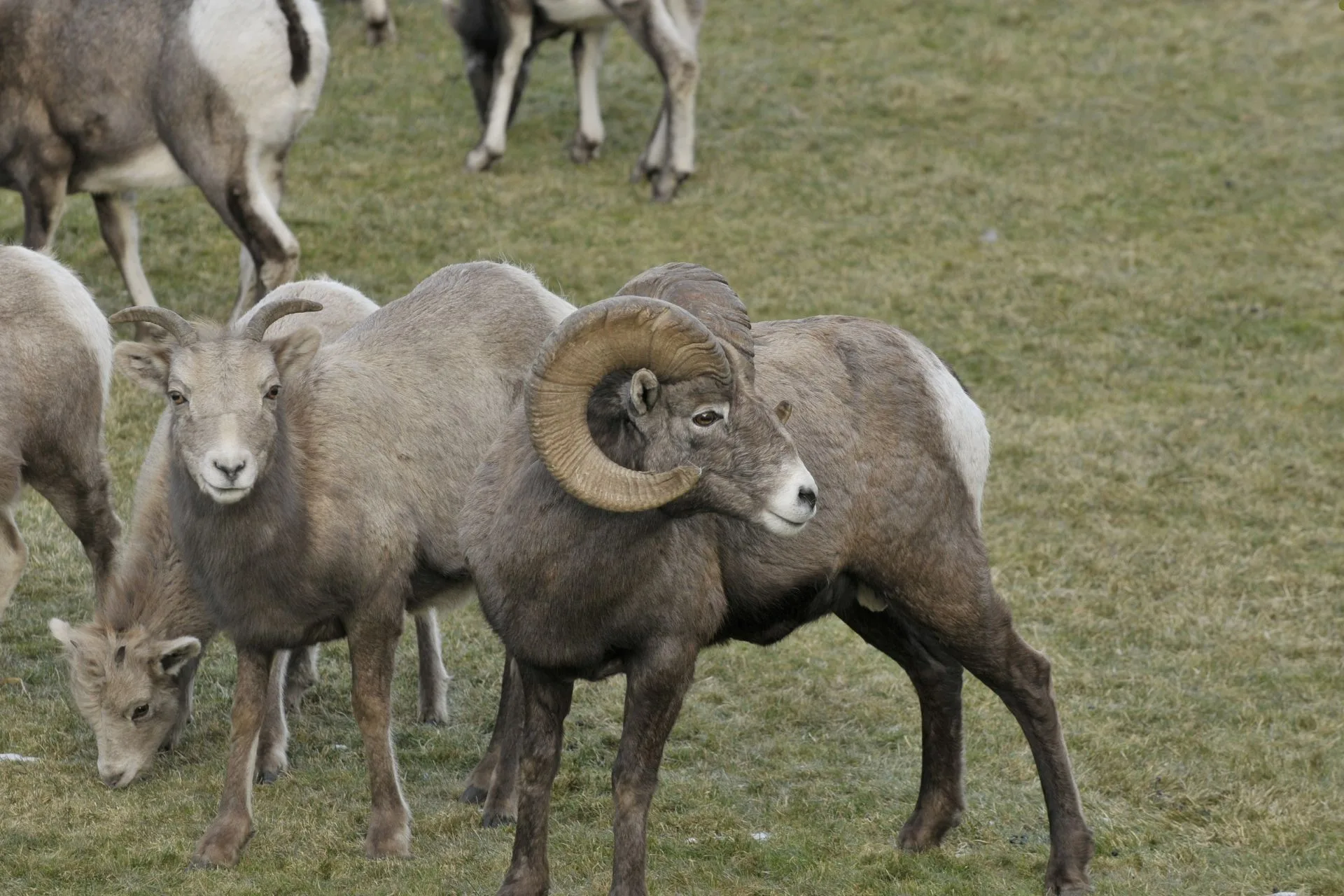 “State of the Sheep” Tour Heads Across Montana