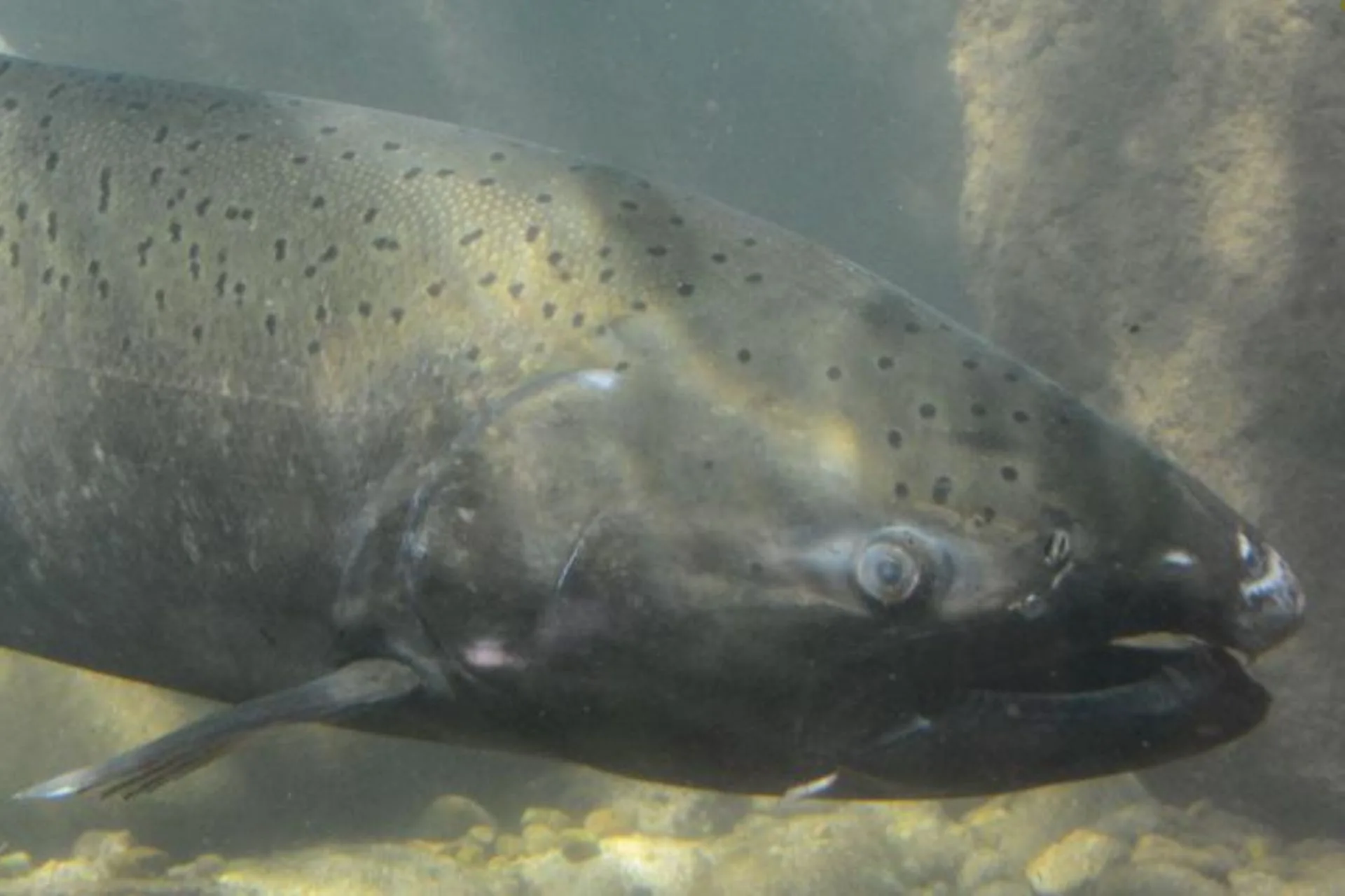 Upper Salmon River Chinook update 6.9.25