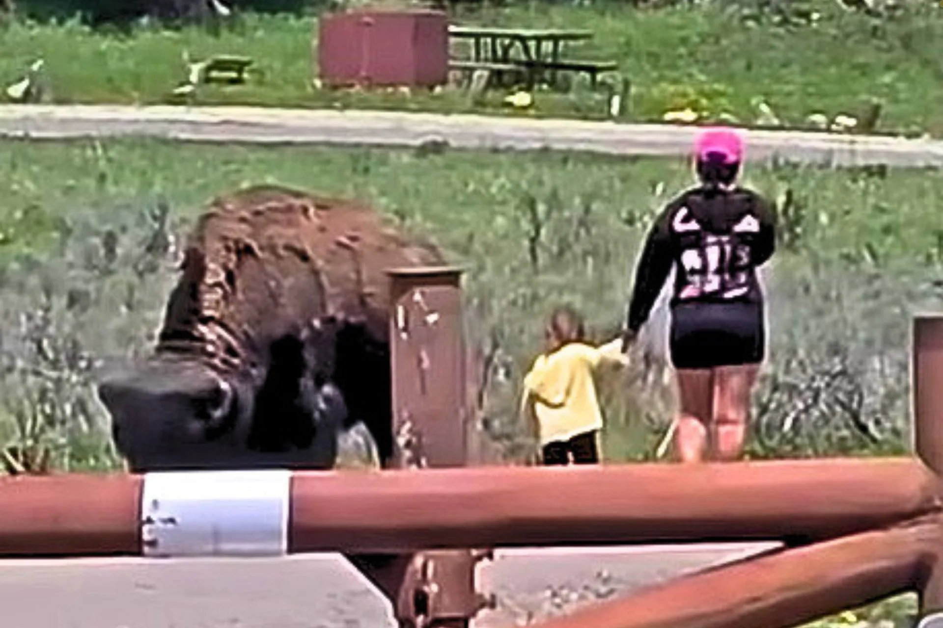 Just a Reminder That Bison Are Not Babysitters