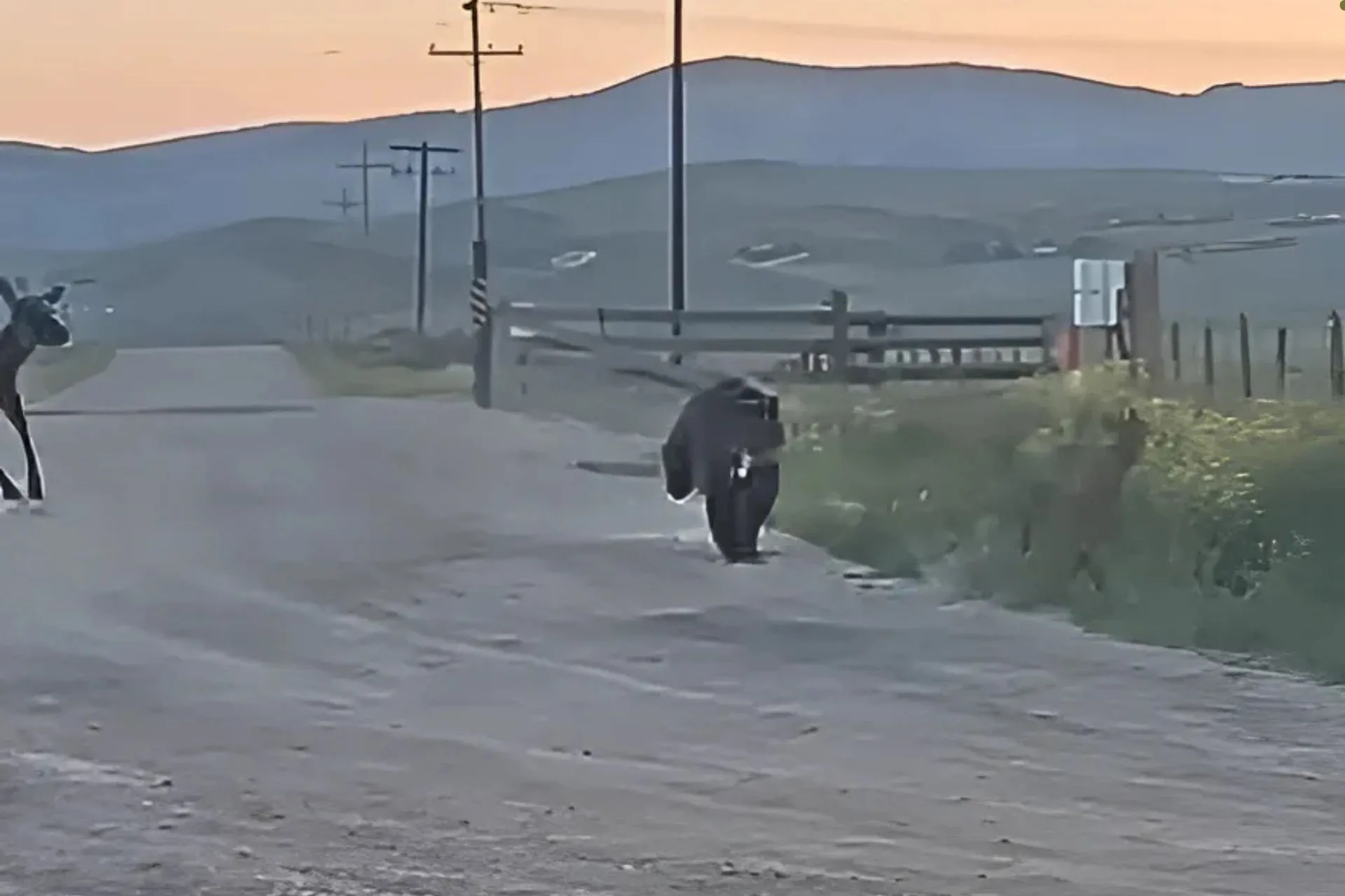 Cow Elk Caught Chasing Grizzly Bear Chasing Calf Elk
