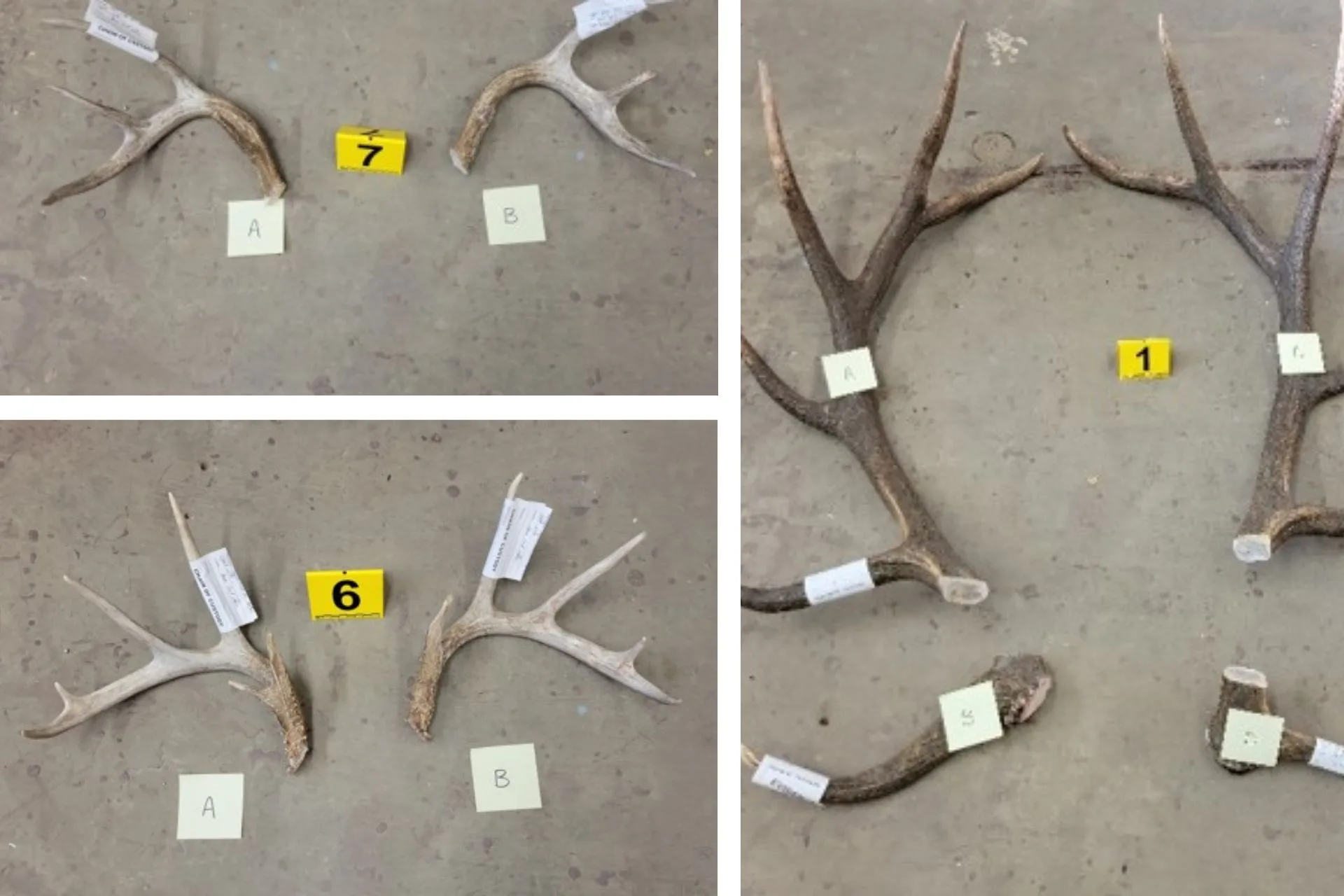 Lodgepole man charged with poaching deer and elk in Blaine and Phillips Counties–