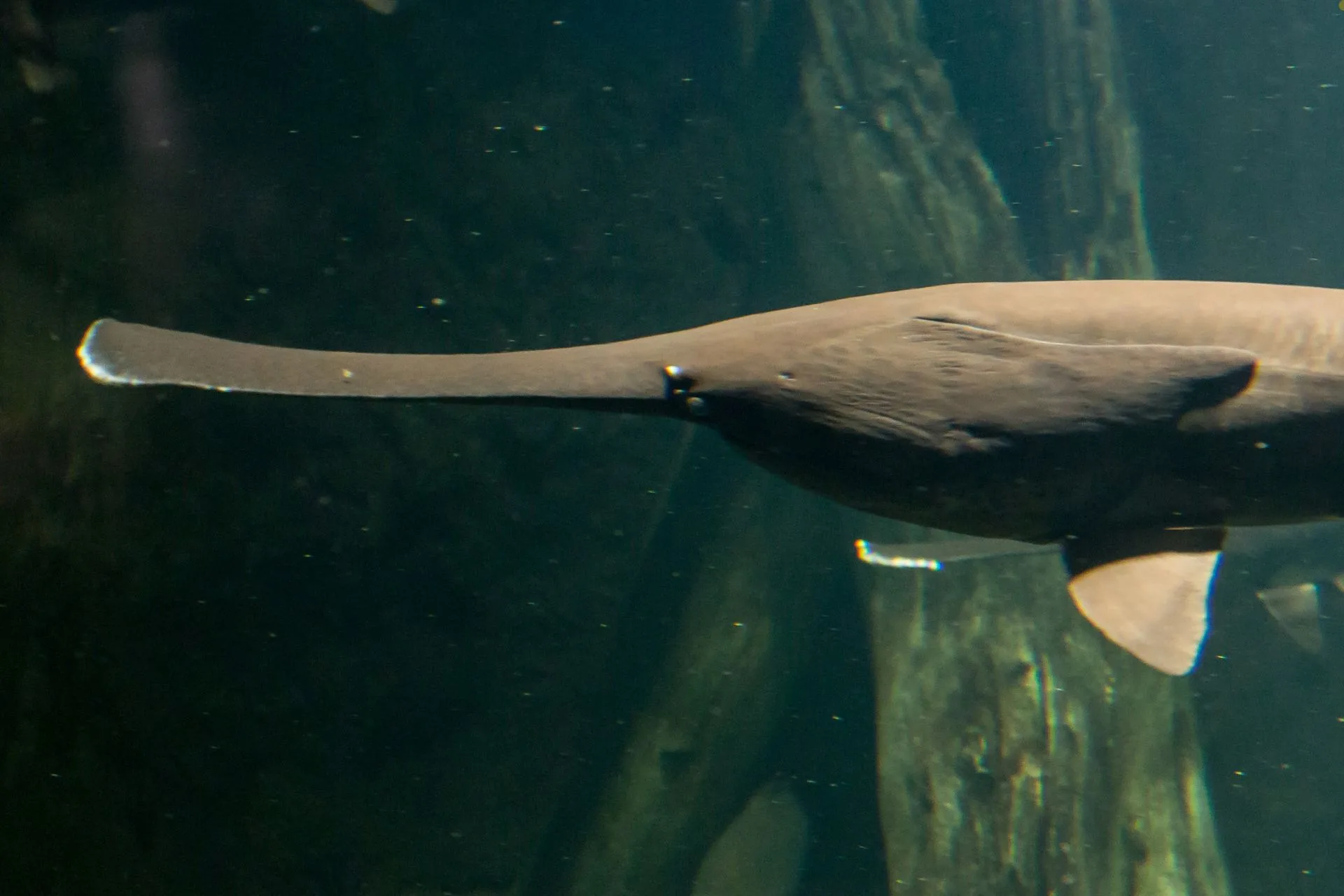 Yellow, green tag paddlefish seasons end with estimated 755 fish harvested