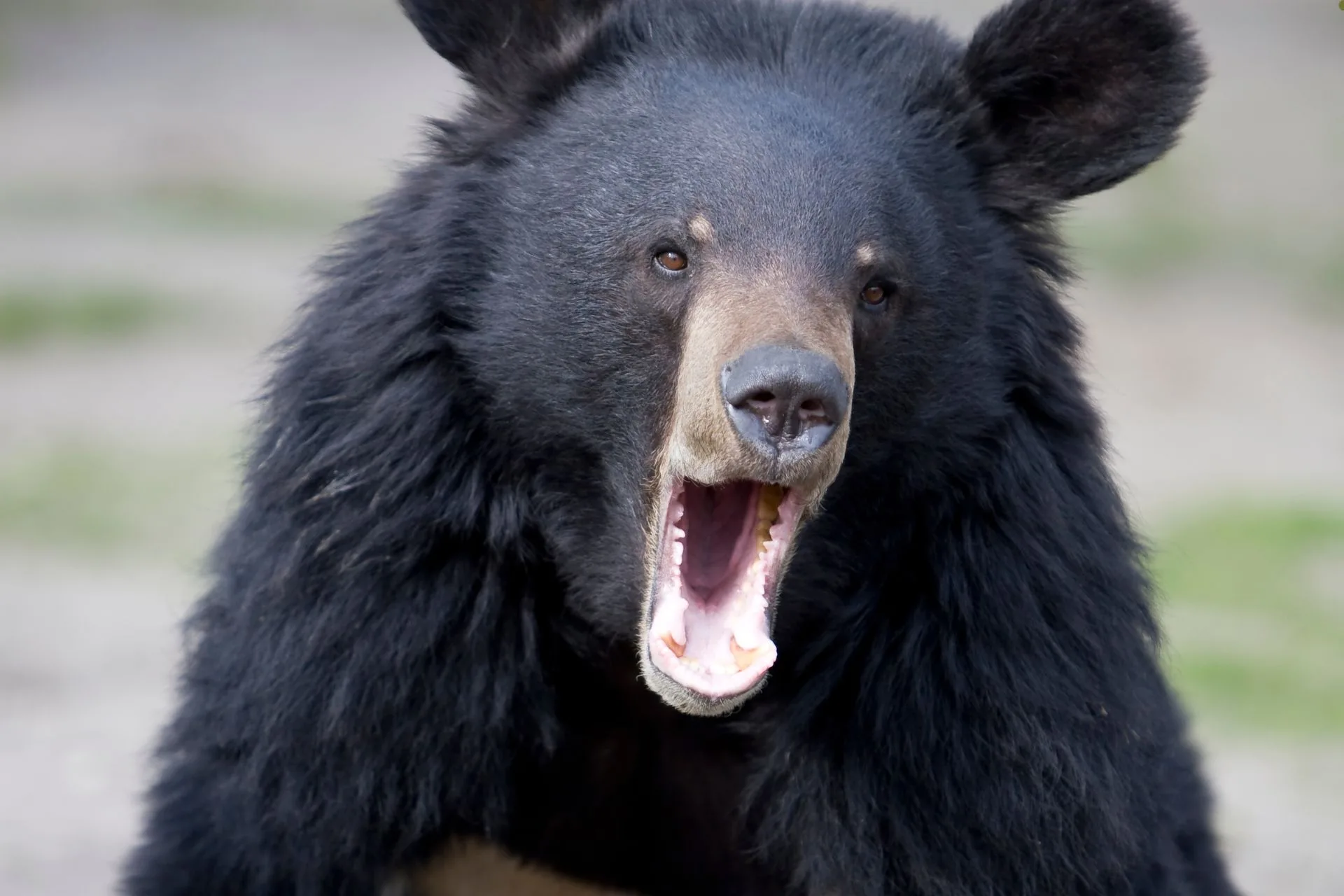 Anti-Hunters Plan to Kill Bears with Kindness in Florida
