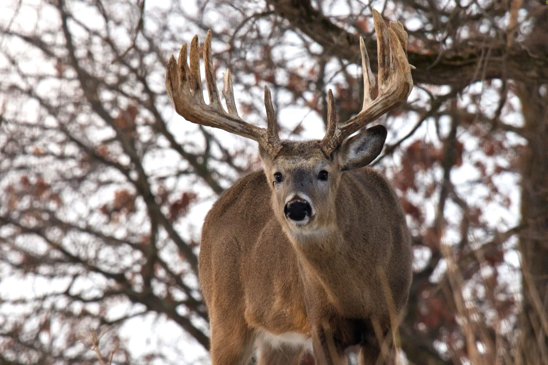 What Deer See and Why It Matters