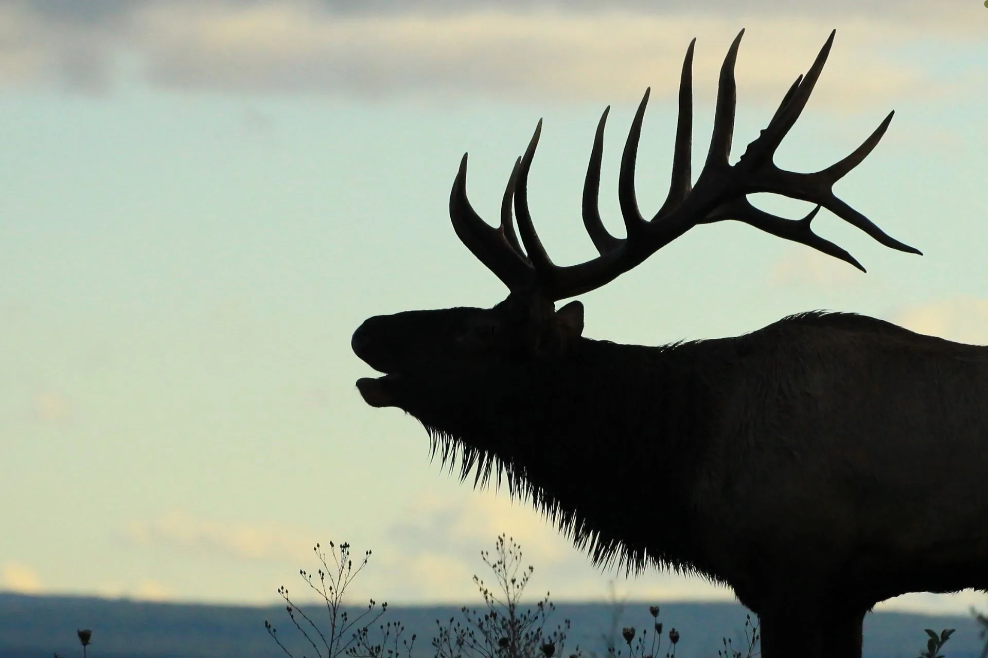 Fish and Wildlife Commission OKs Elk Hunting Access deals