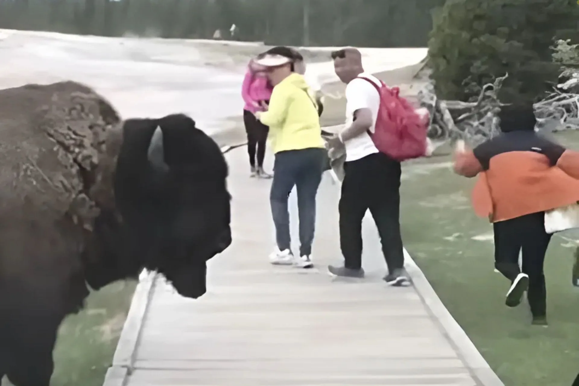 Friday Foul: Yellowstone National Park Tourists