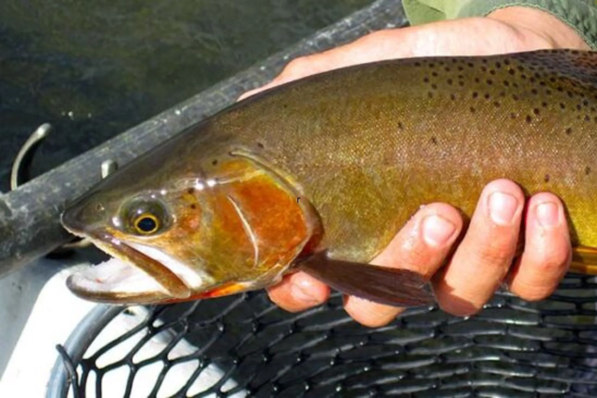 Yellowstone River Fishing Report 6.27.25