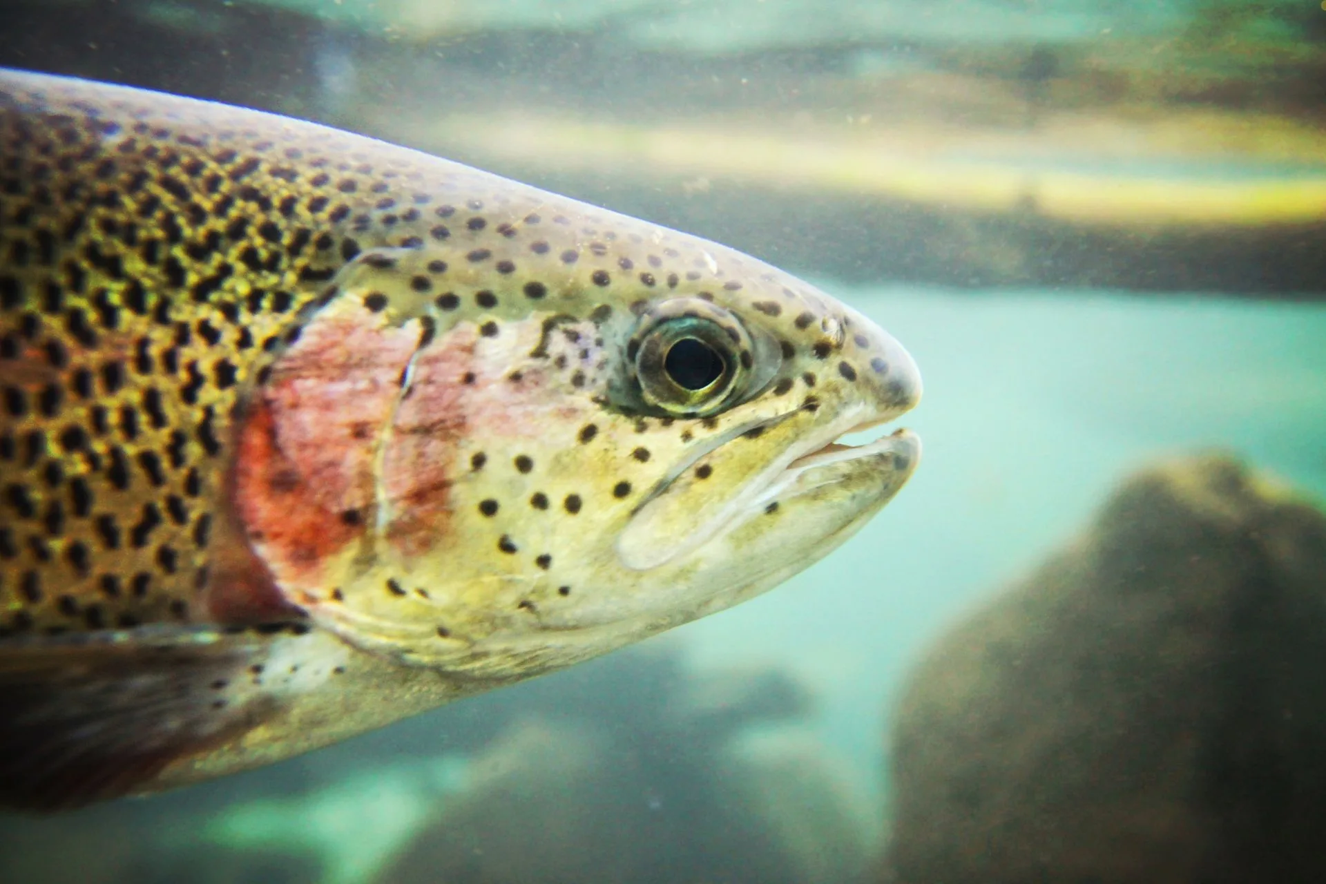 FWP Helena Area Reservoirs Fishing Report 6.23.25