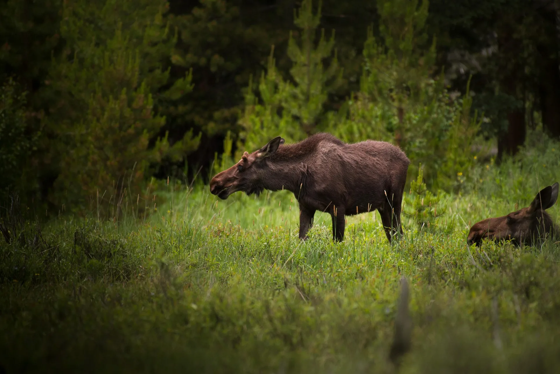 Cow moose, 2 calves dead after encounter with angler