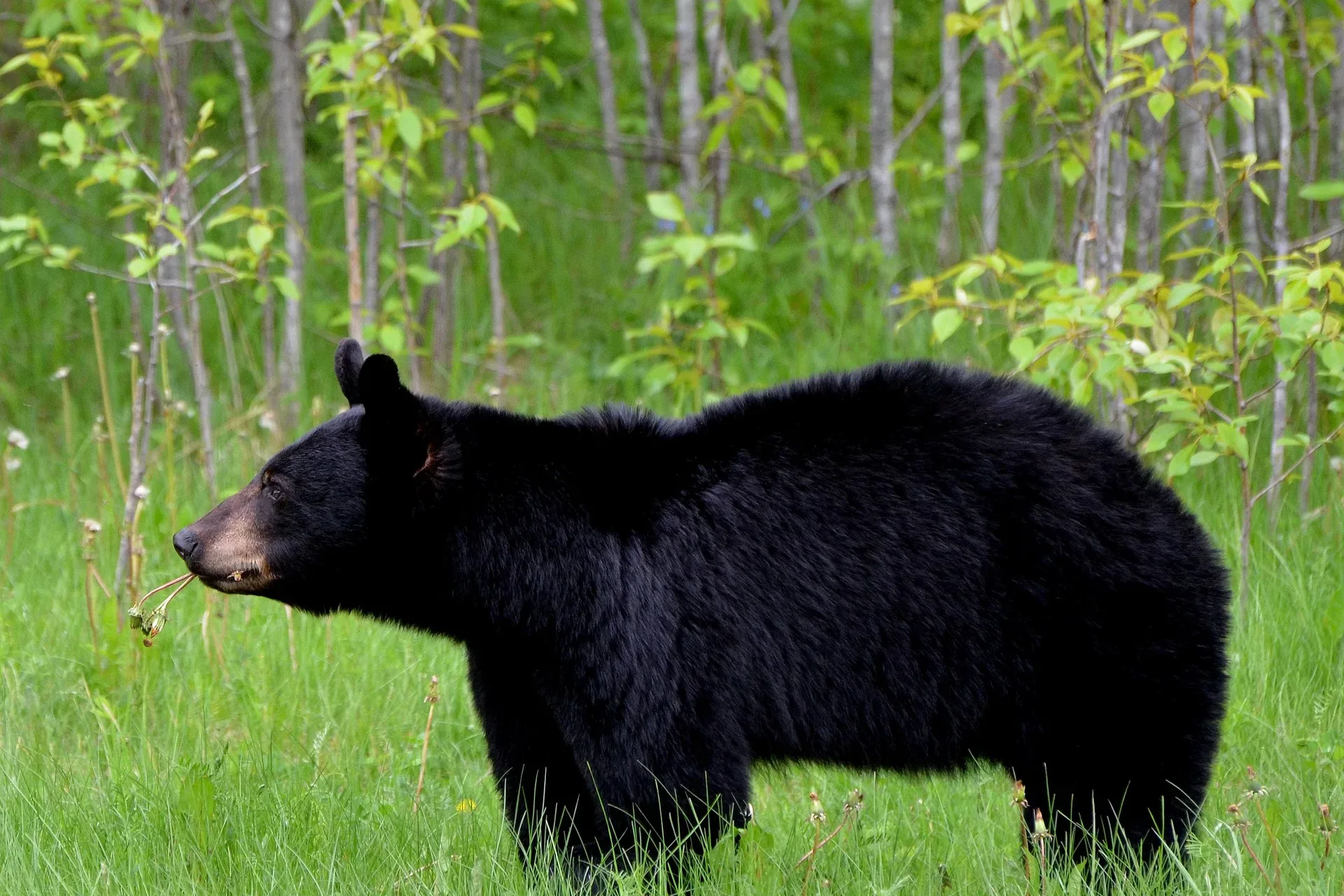 Bear euthanized after approaching hikers near Montana-Canada border