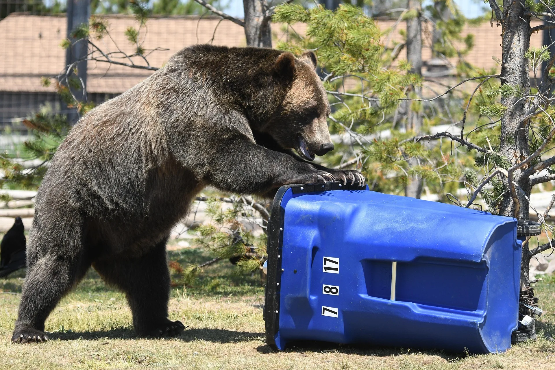Food-conditioned, habituated grizzly bear euthanized in Island Park