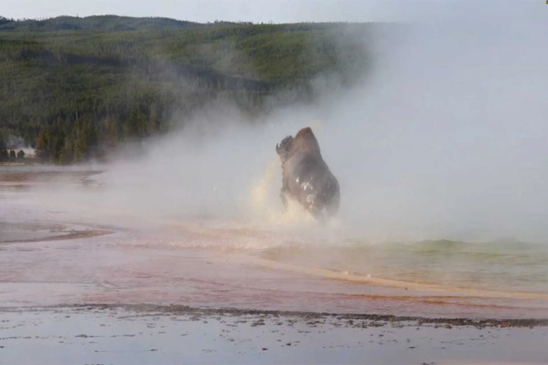 A Bison’s Final Steps at YNP’s Grand Prismatic Spring