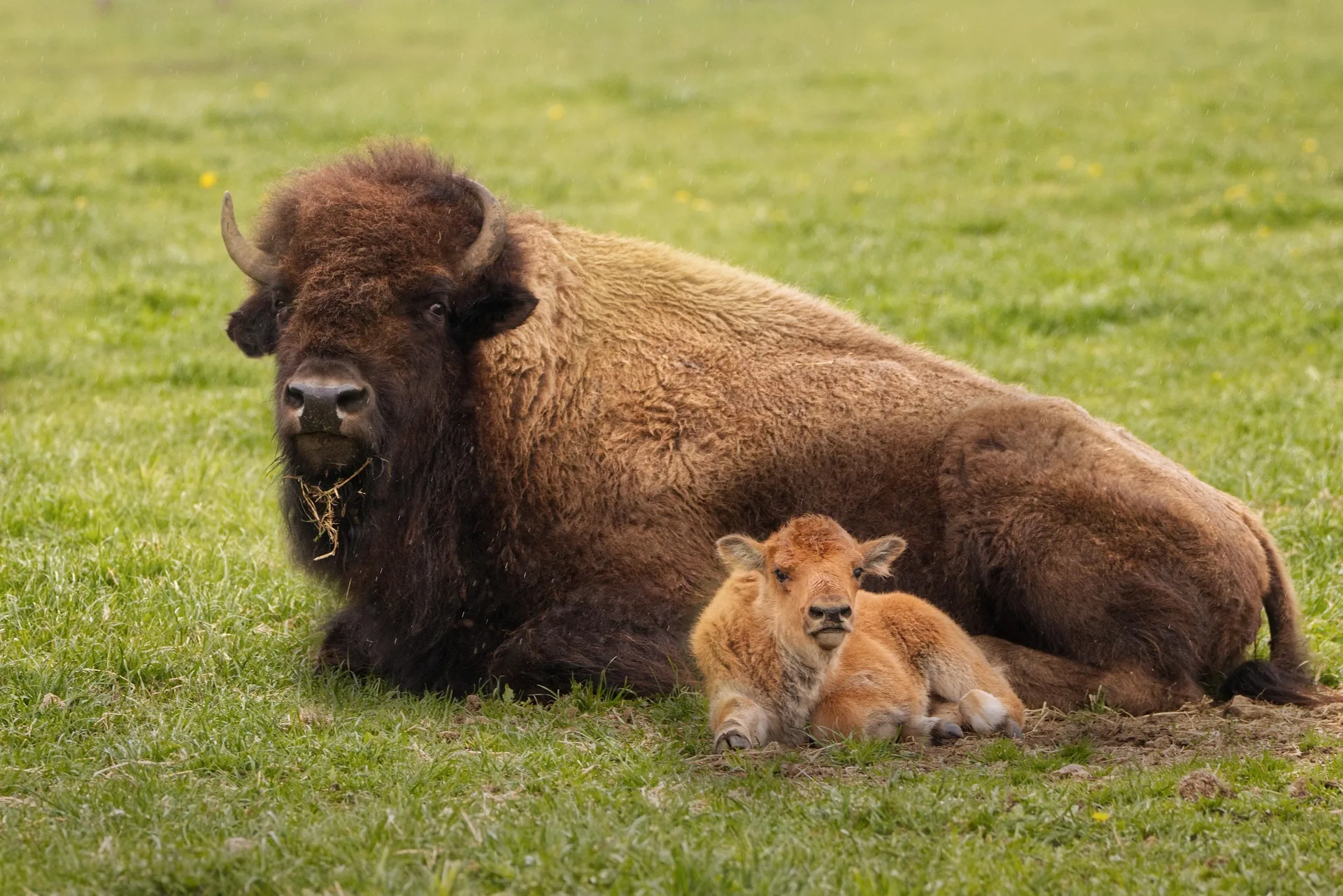 Man gored by bison June 10 in Yellowstone National Park