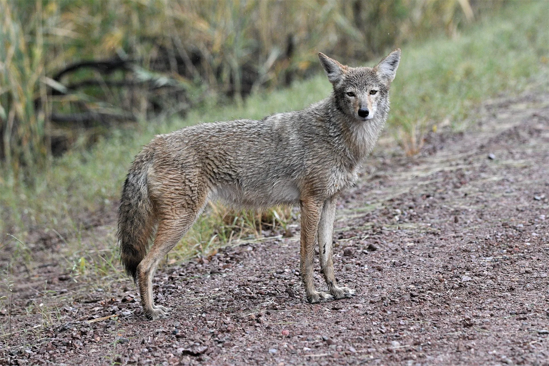 Coyotes keep attacking kids at bus stops in Washington
