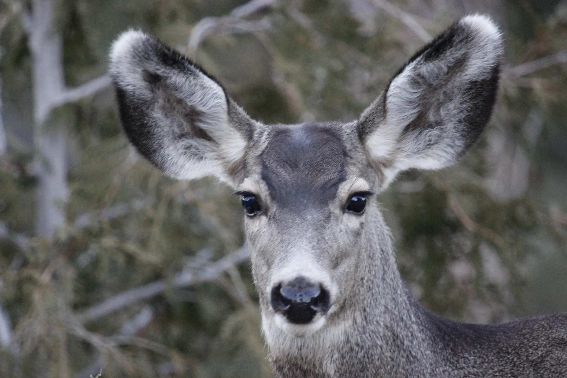 New CWD Management Zone, Deer B License created in Kalispell after detections at landfill