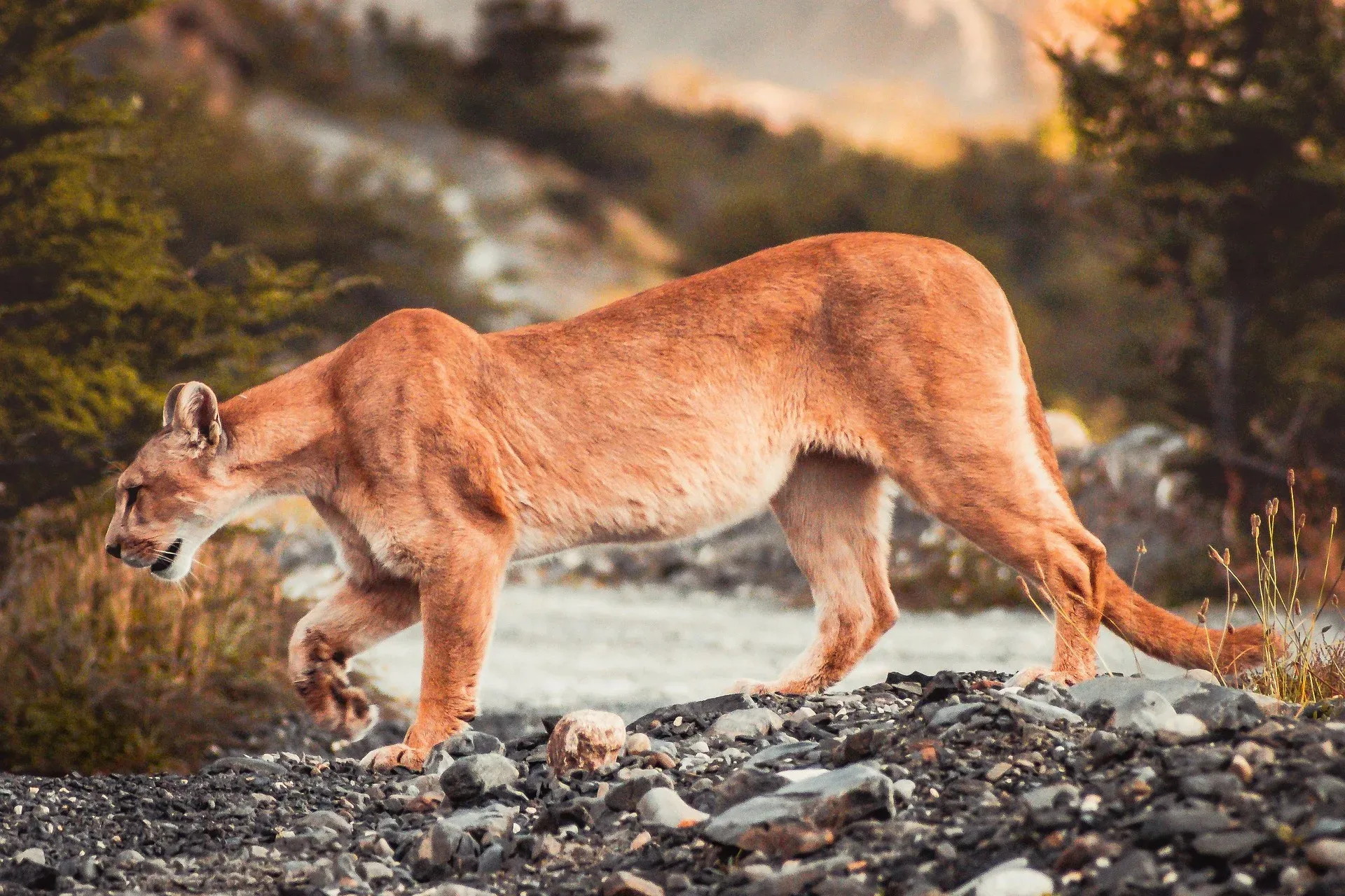 Mountain lion encounter closes campground on U.S.-Canada border