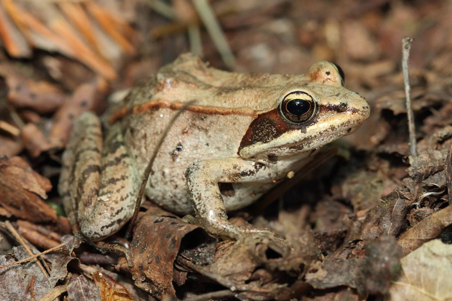 Did You Know: The Ice-Cold Survival Skills of the Wood Frog