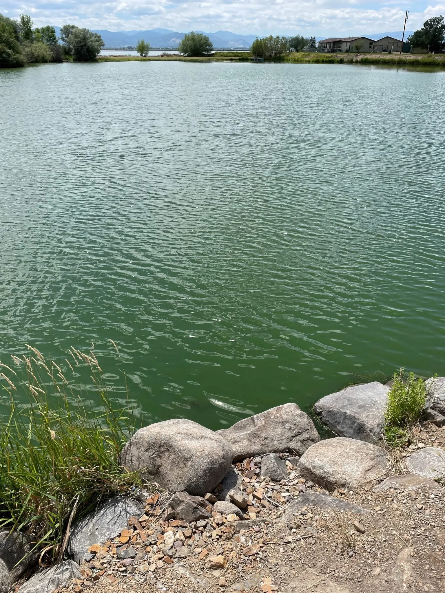All of Lake Helena experiencing Harmful Algal Bloom