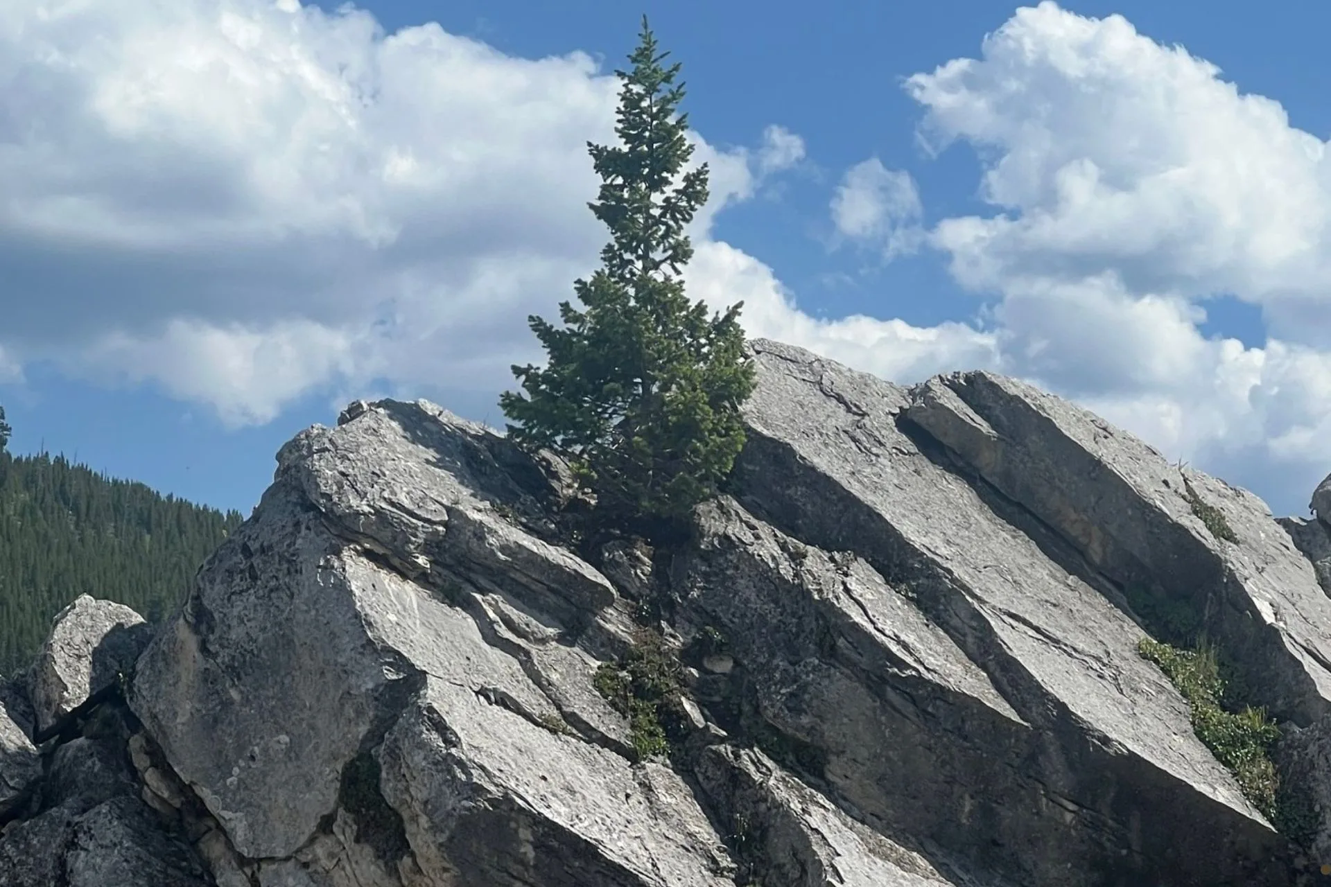 Trees Are Tough