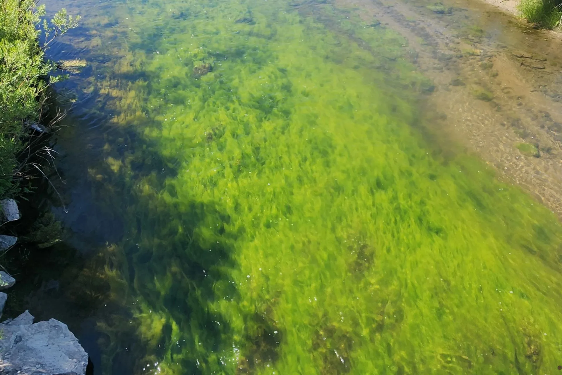 Gone Fishing, Found Algae