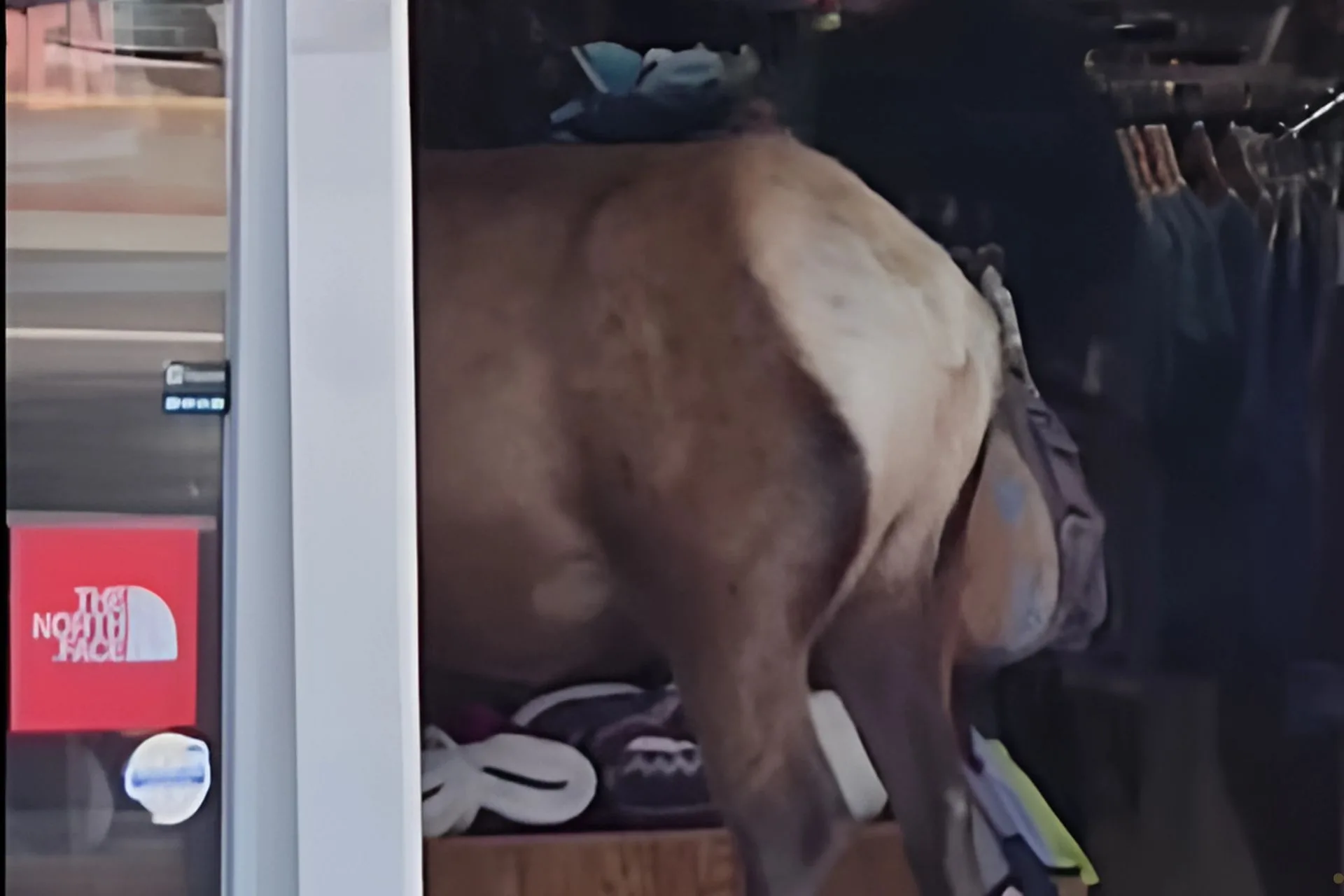 A Retail Adventure for an Elk