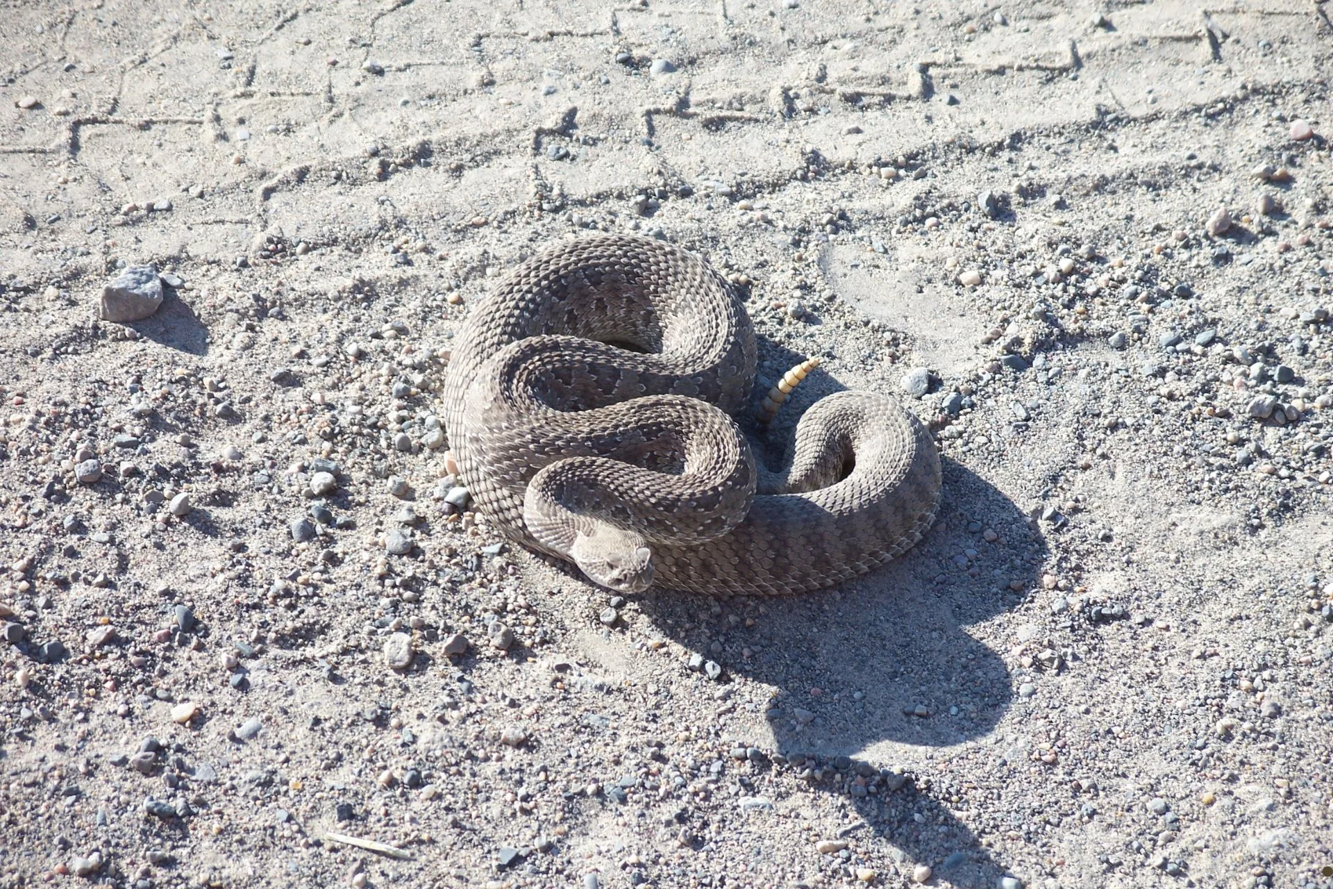 Snake for Dinner