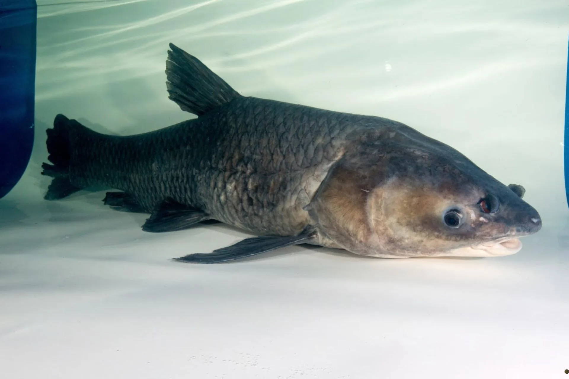 You Can Get Up to $1000/Month for Catching Carp