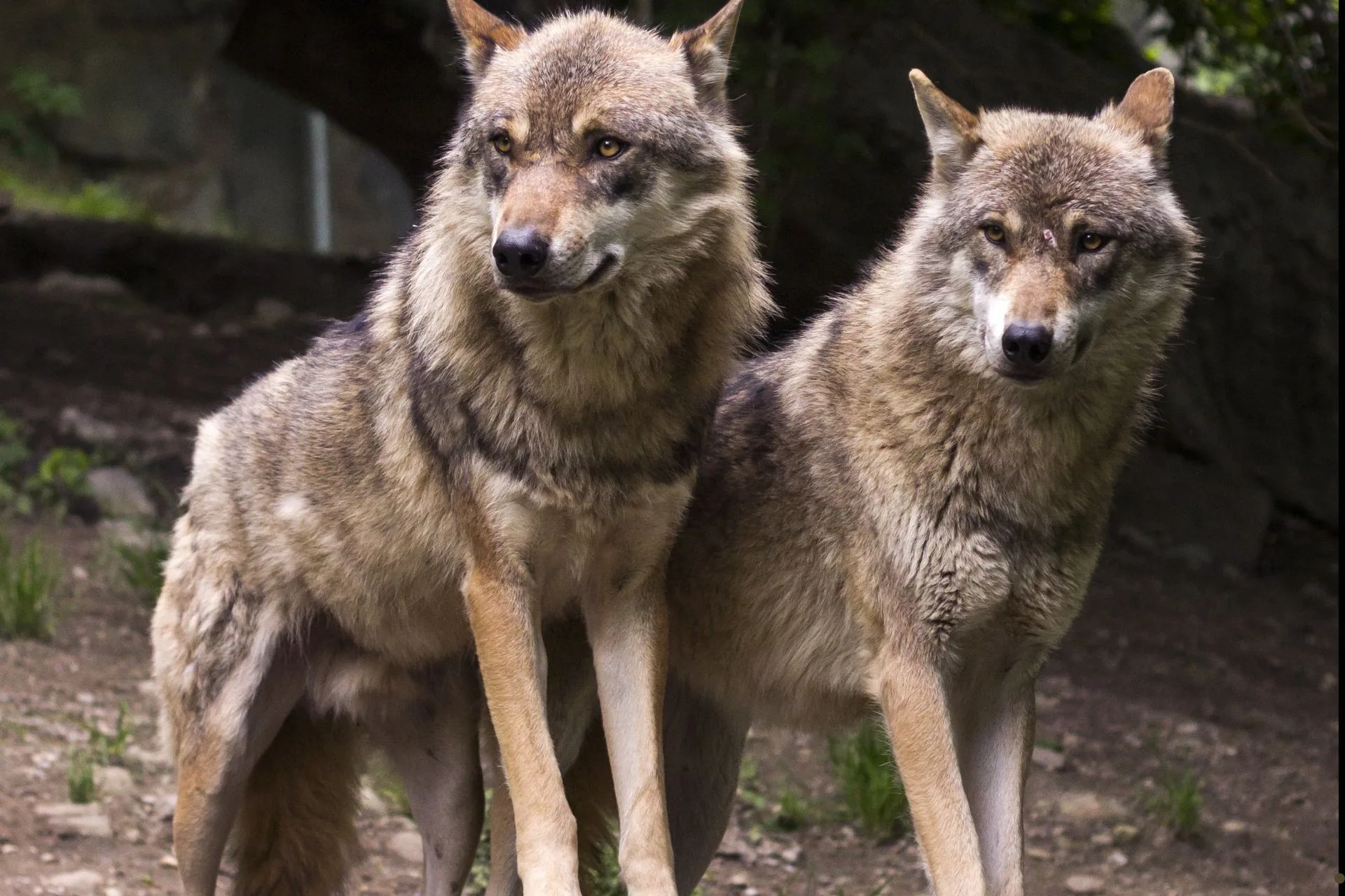 New Colorado Wolf Packs Bring More Problems