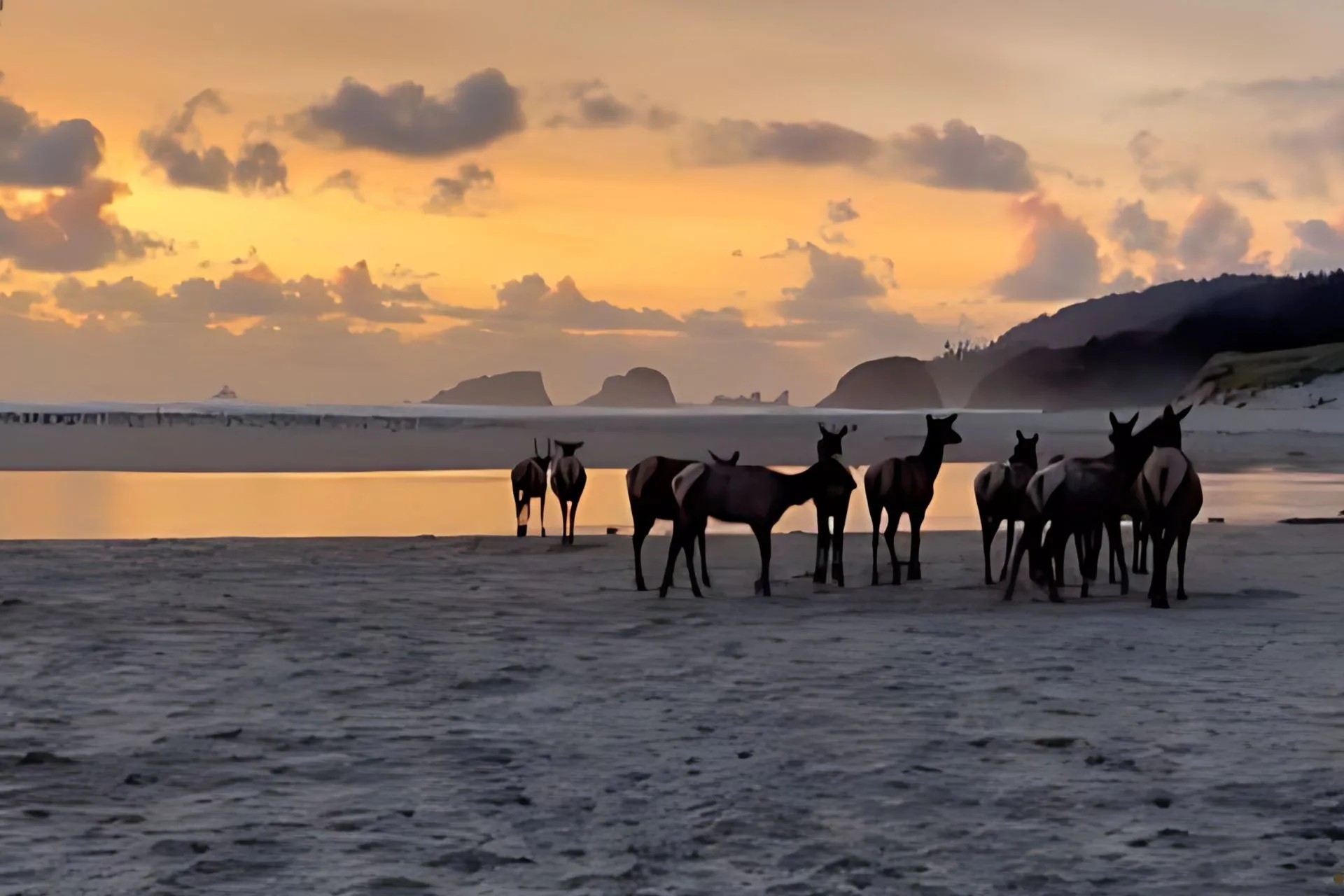 Beaches Aren’t Just Human Hangouts
