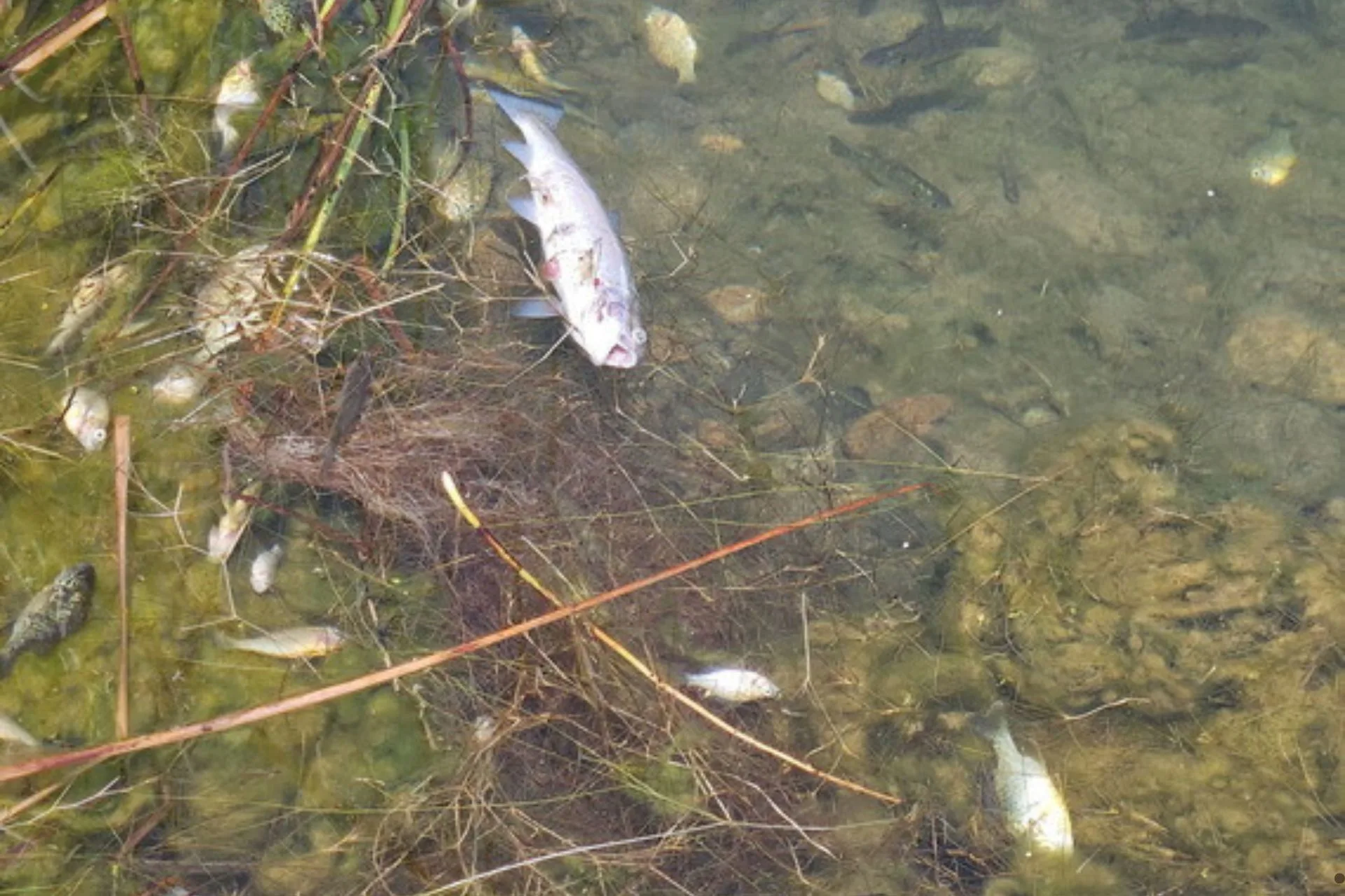 FWP confirms natural fish kill in Laurel Pond caused by low oxygen