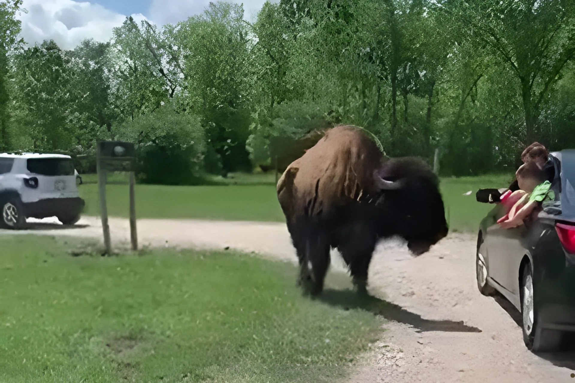 Wildlife Watching–Not Touching