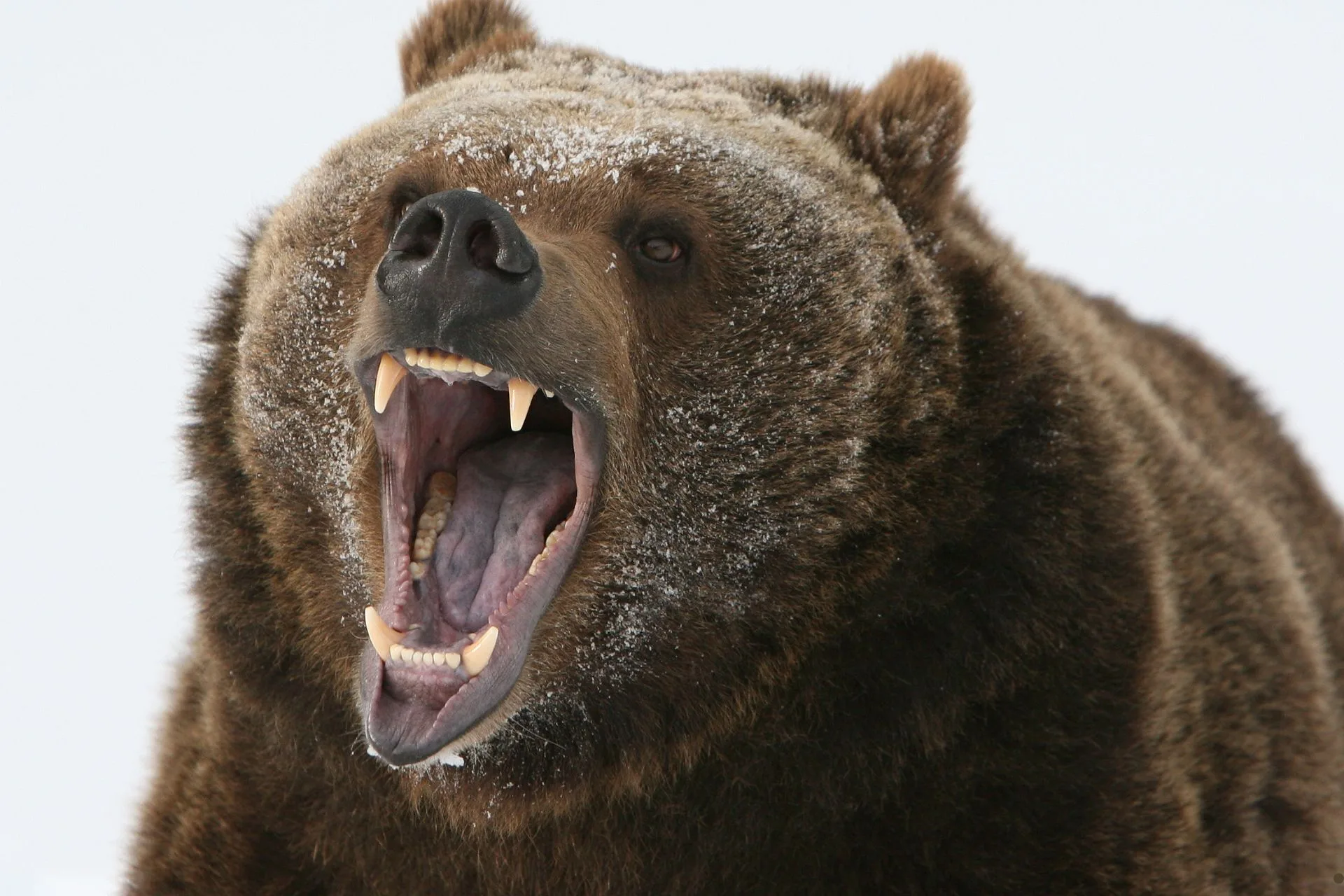 House Committee Advances Bill to Delist Yellowstone Grizzlies
