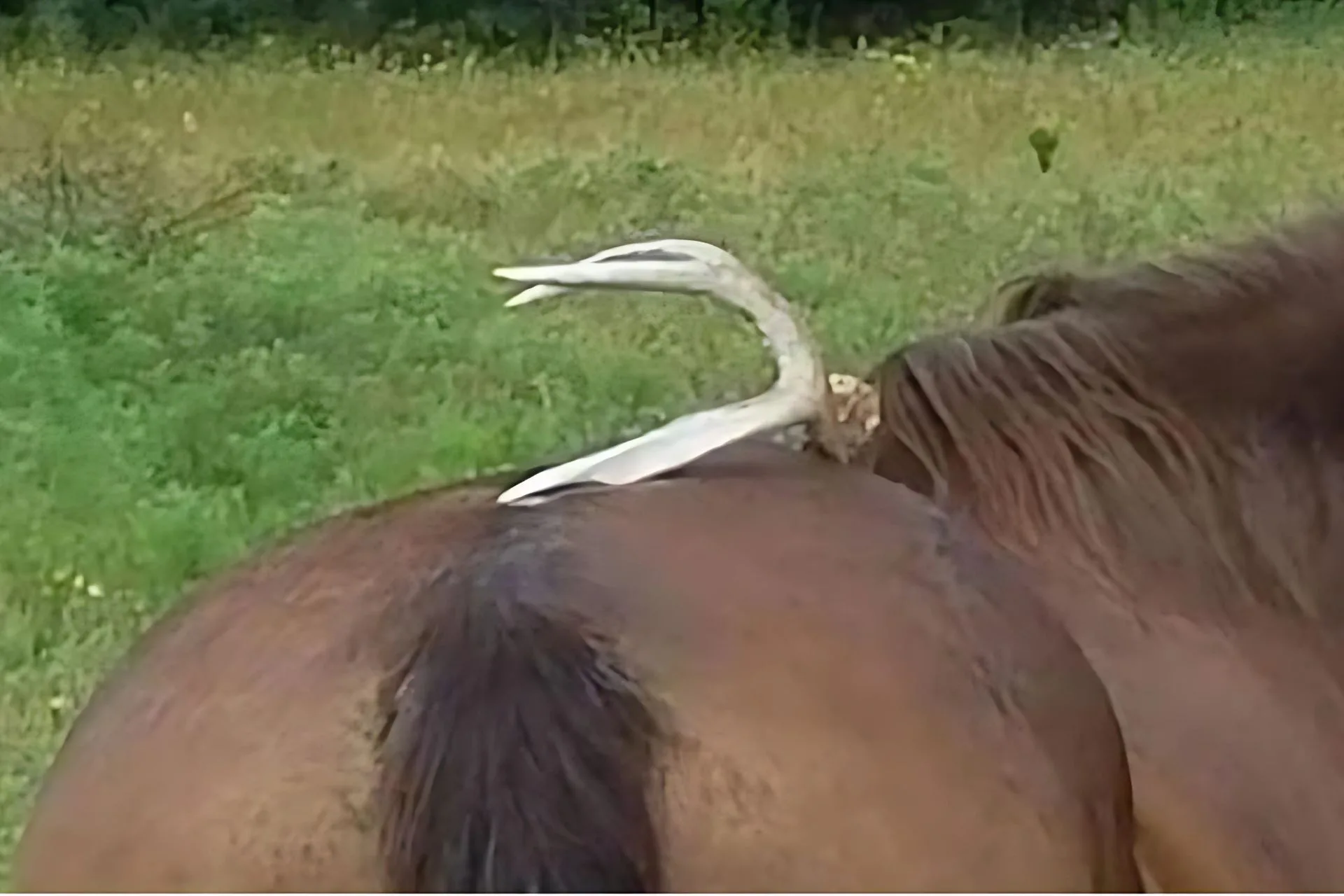 Rolling Can Get Risky for Horses
