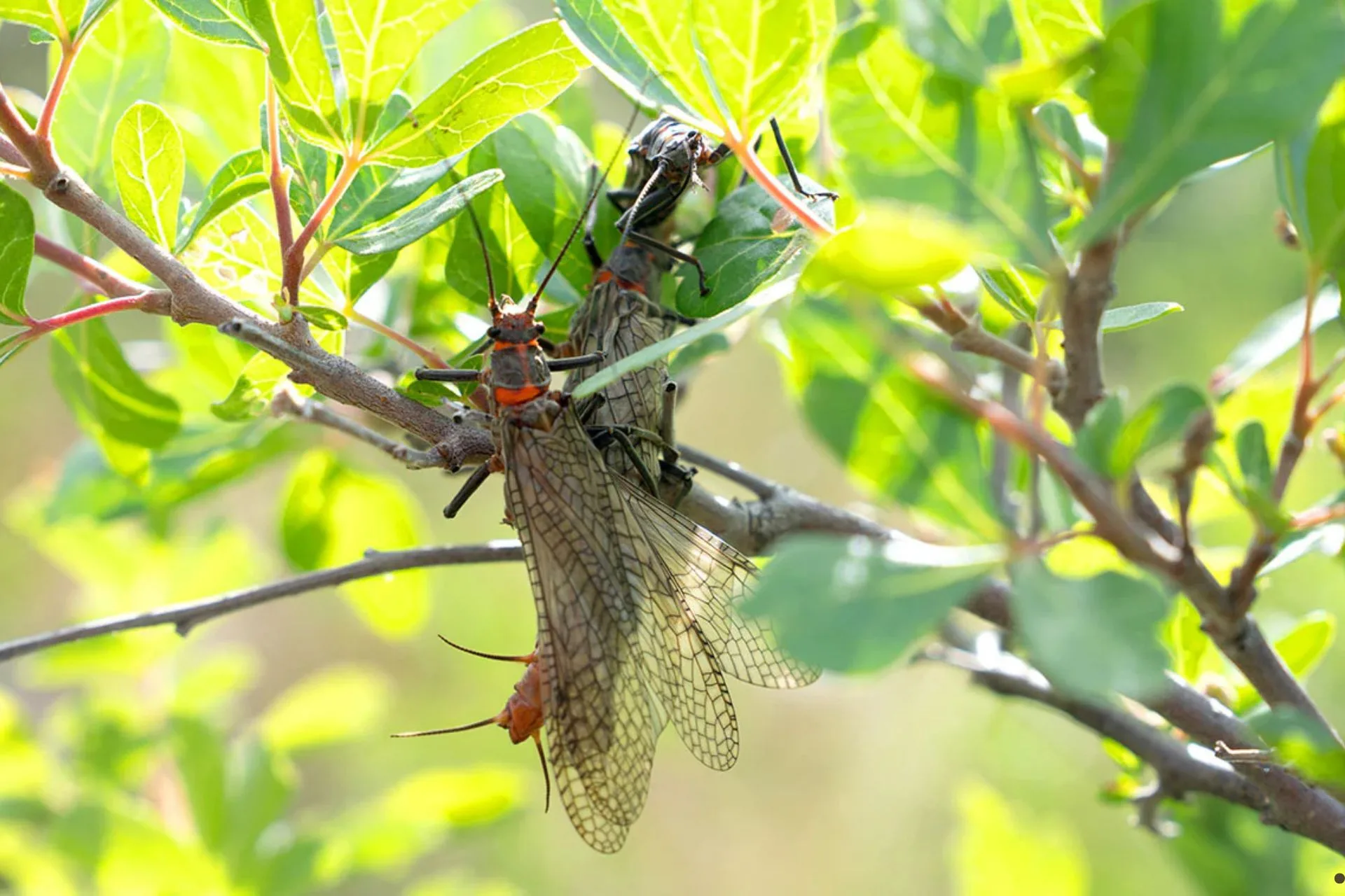 Yellowstone River and Livingston Area Fly Fishing Report 6.30.25