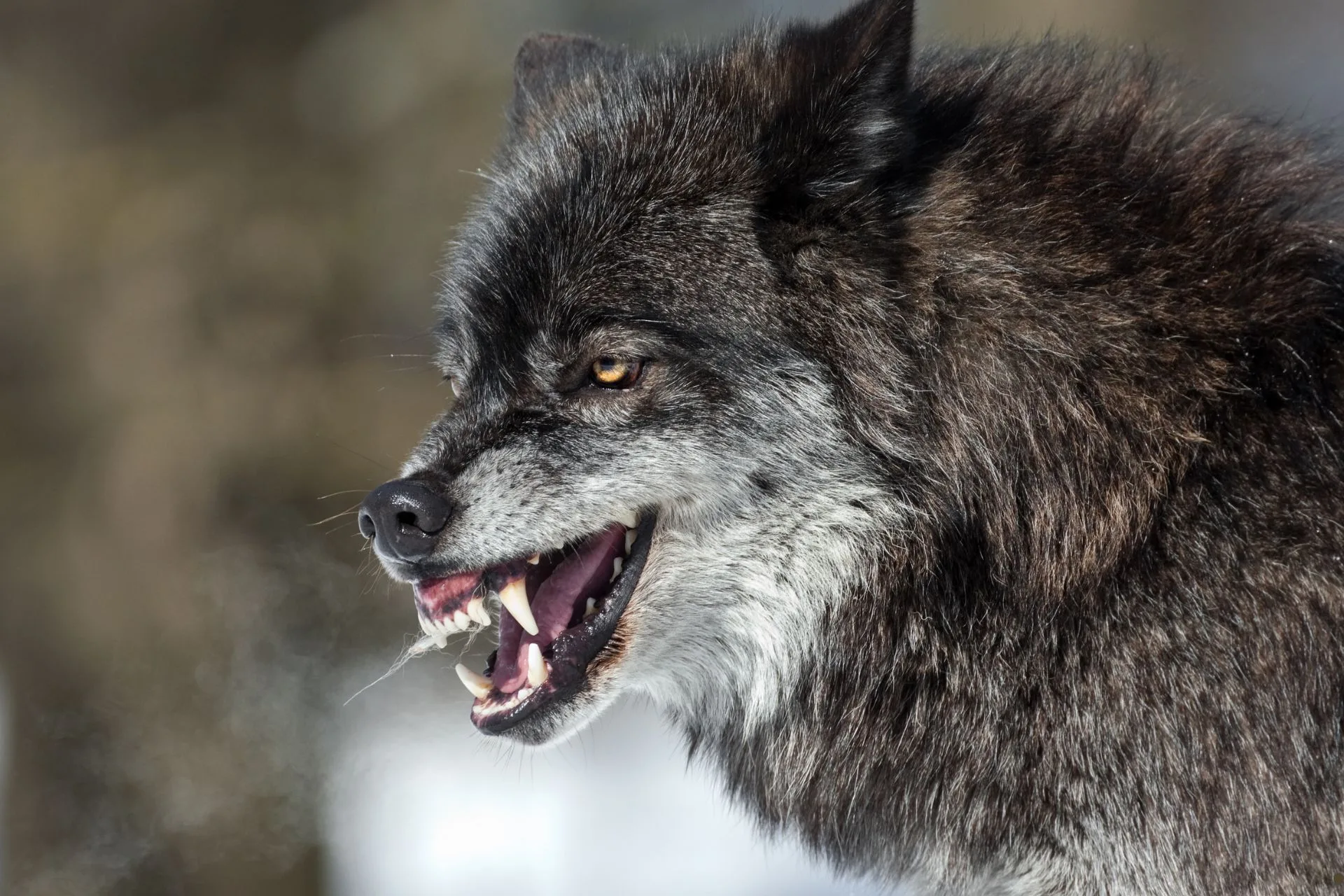 FWP proposes changes to wolf regulations in effort to increase harvest
