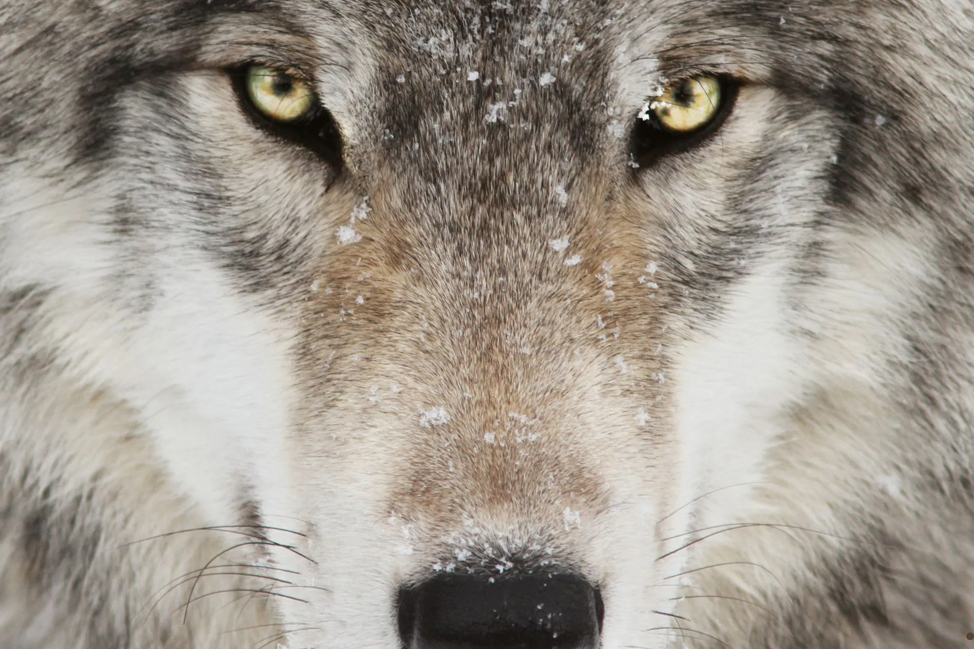 FWP releases 2024 wolf report; population relatively stable despite increase in harvest