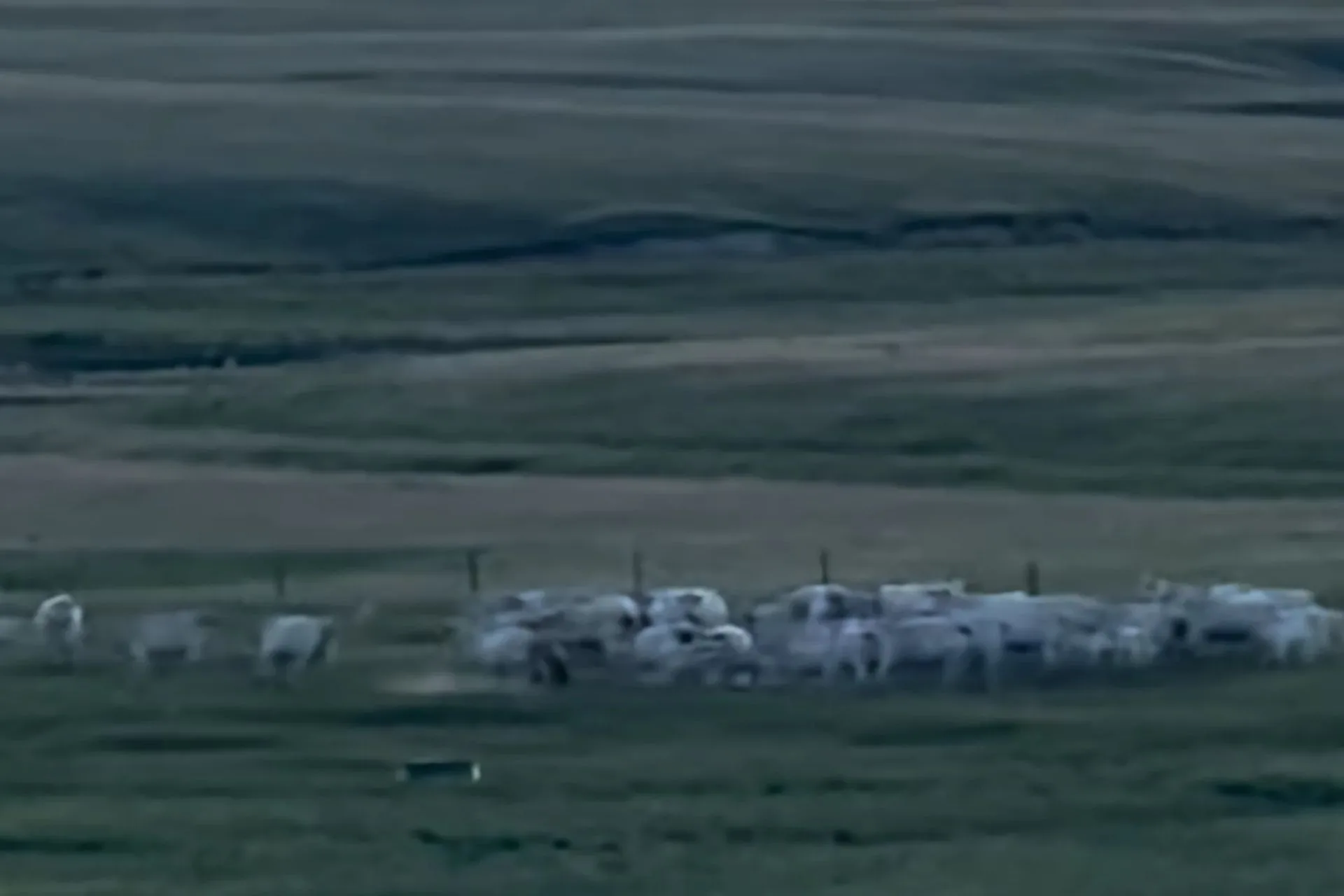 A Cow Coalition Formed Against a Bear