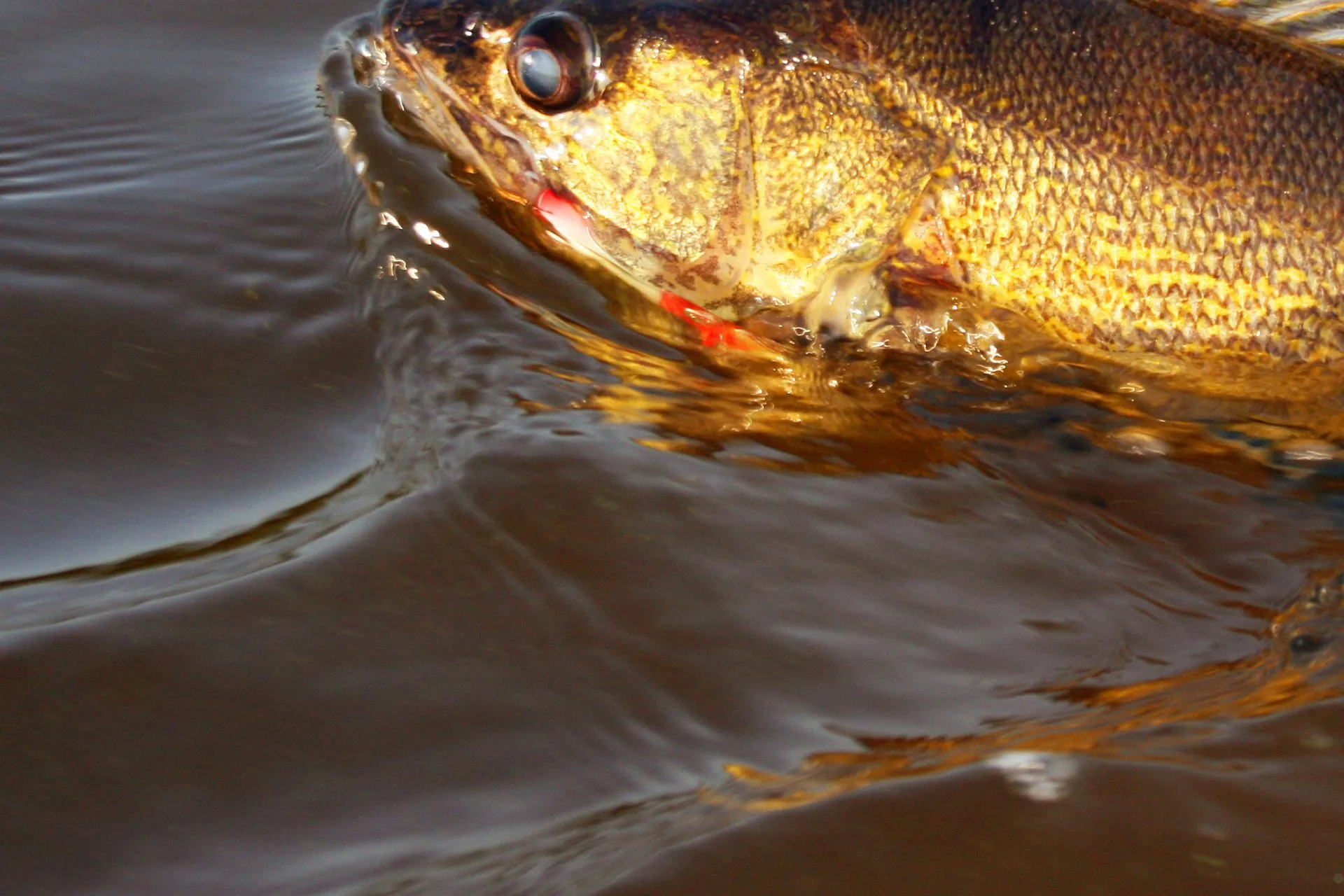 The Fish That Are Not Welcome at Lake Lowell