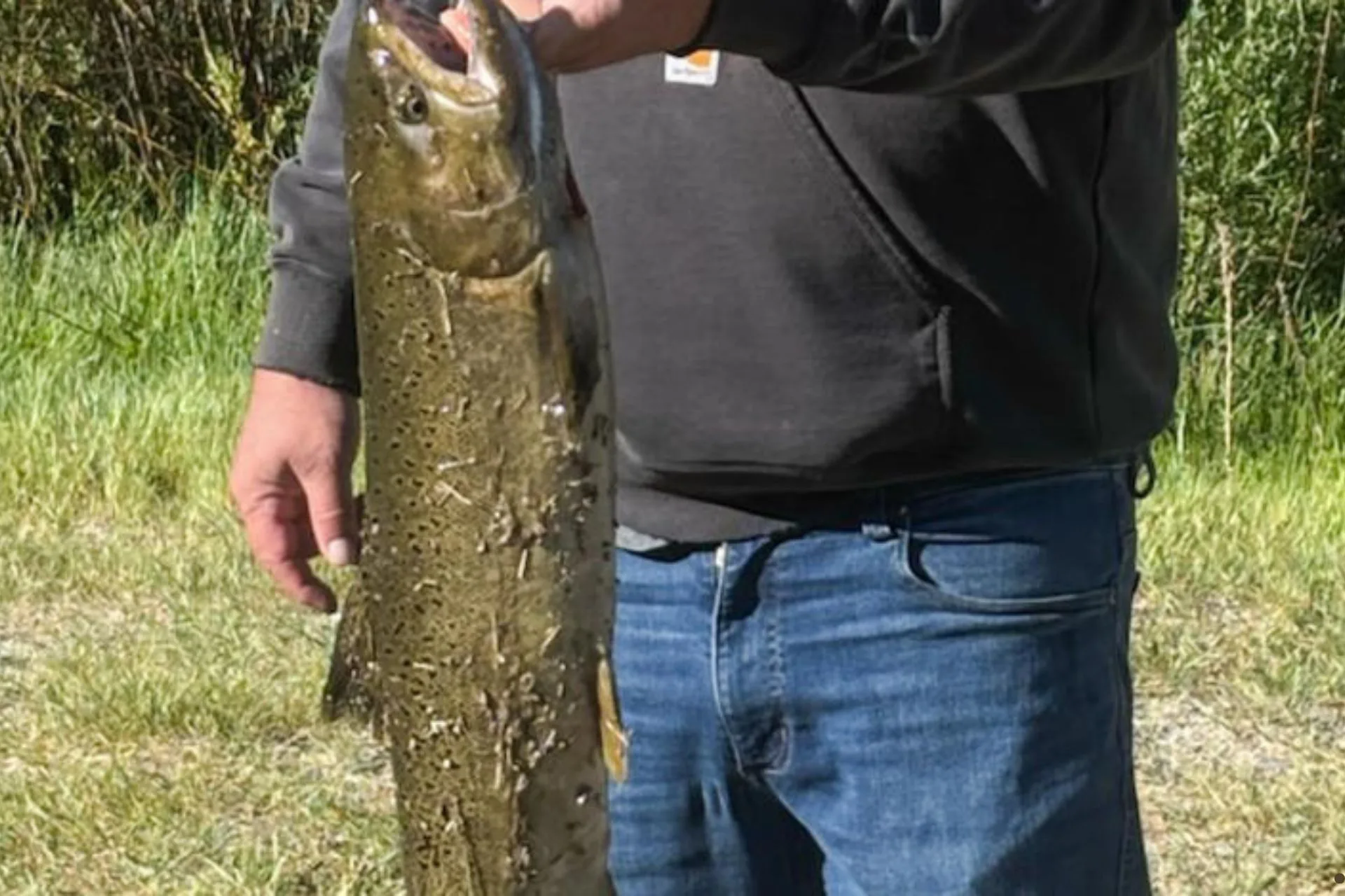 Upper Salmon River Chinook Fishery update 7.9.25