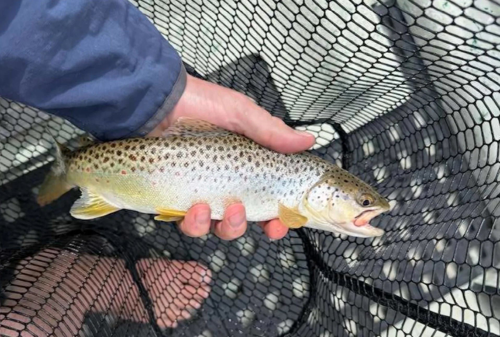FWP responds to brown trout detection in Flathead River