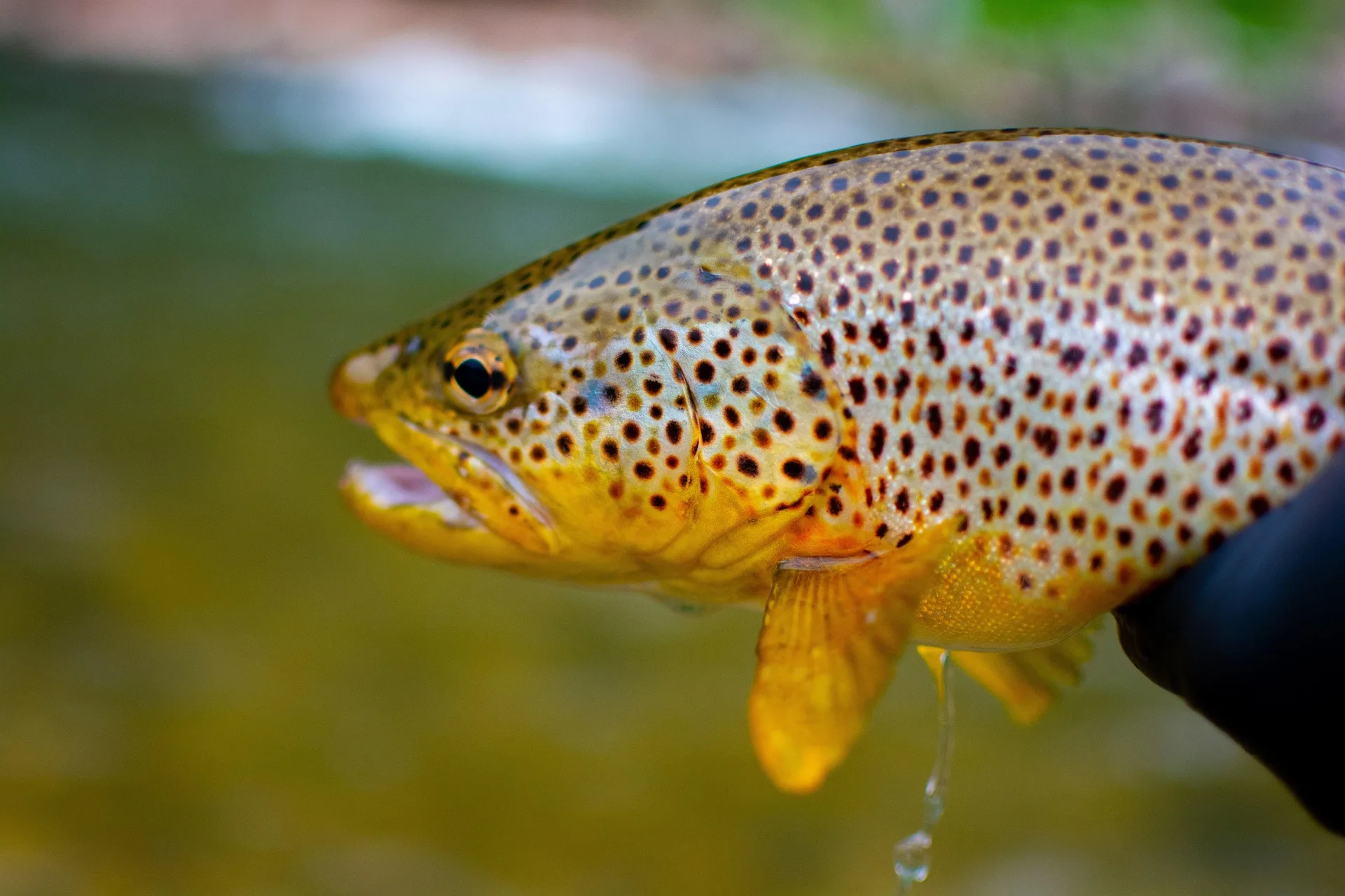Save Wild Trout Releases First-Of-Its-Kind Scientific Reports on Jefferson Basin