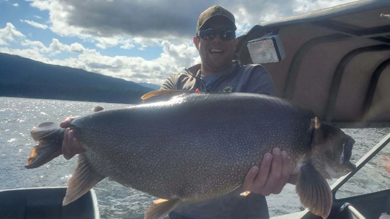 Lake trout captured in surveys of Payette Lake