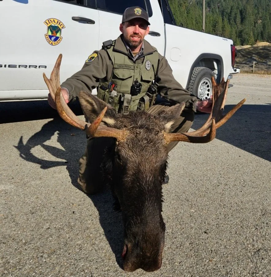 Head of illegally killed moose in North Idaho left to waste.