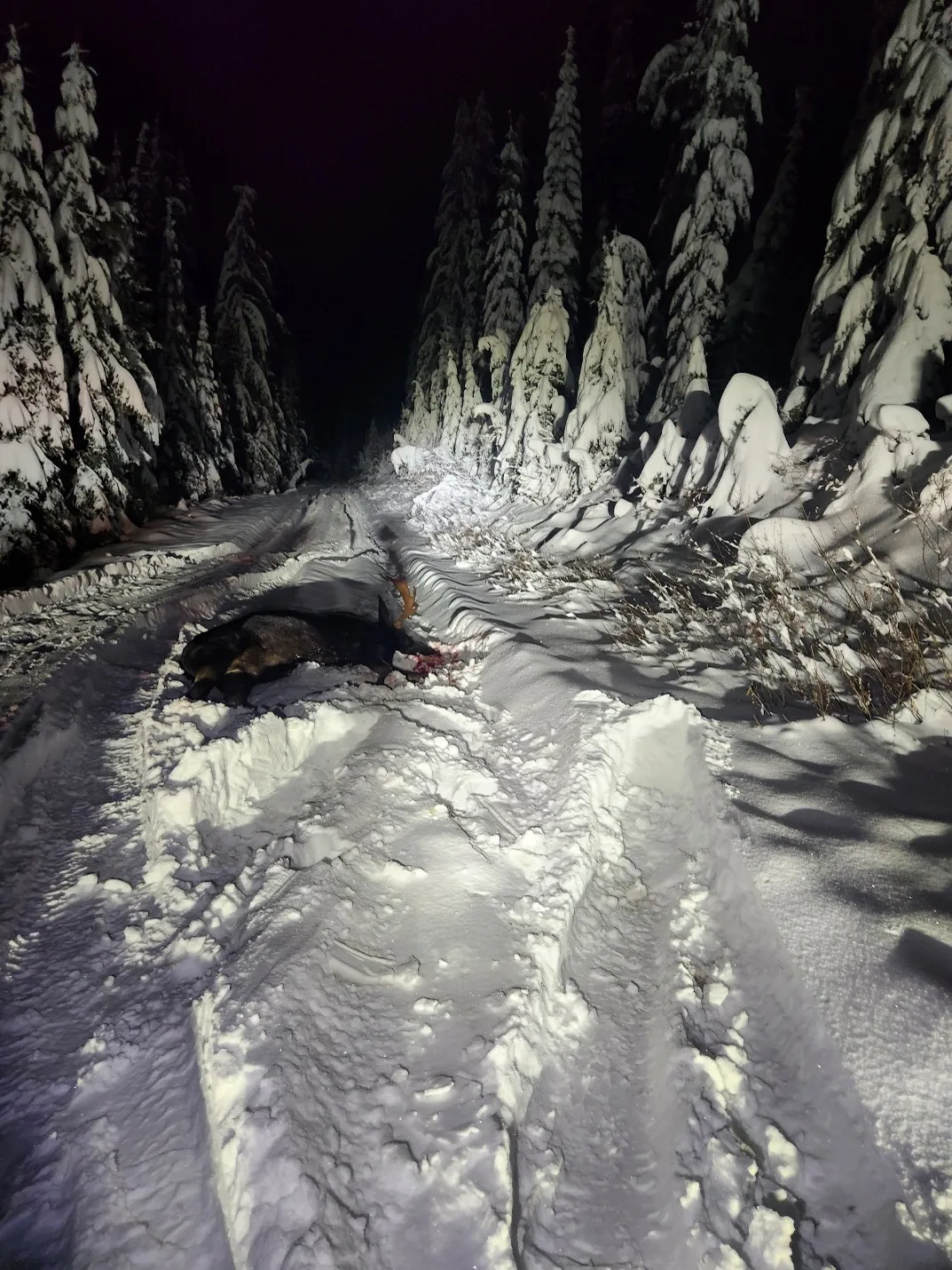 Illegally killed moose in North Idaho left to waste.