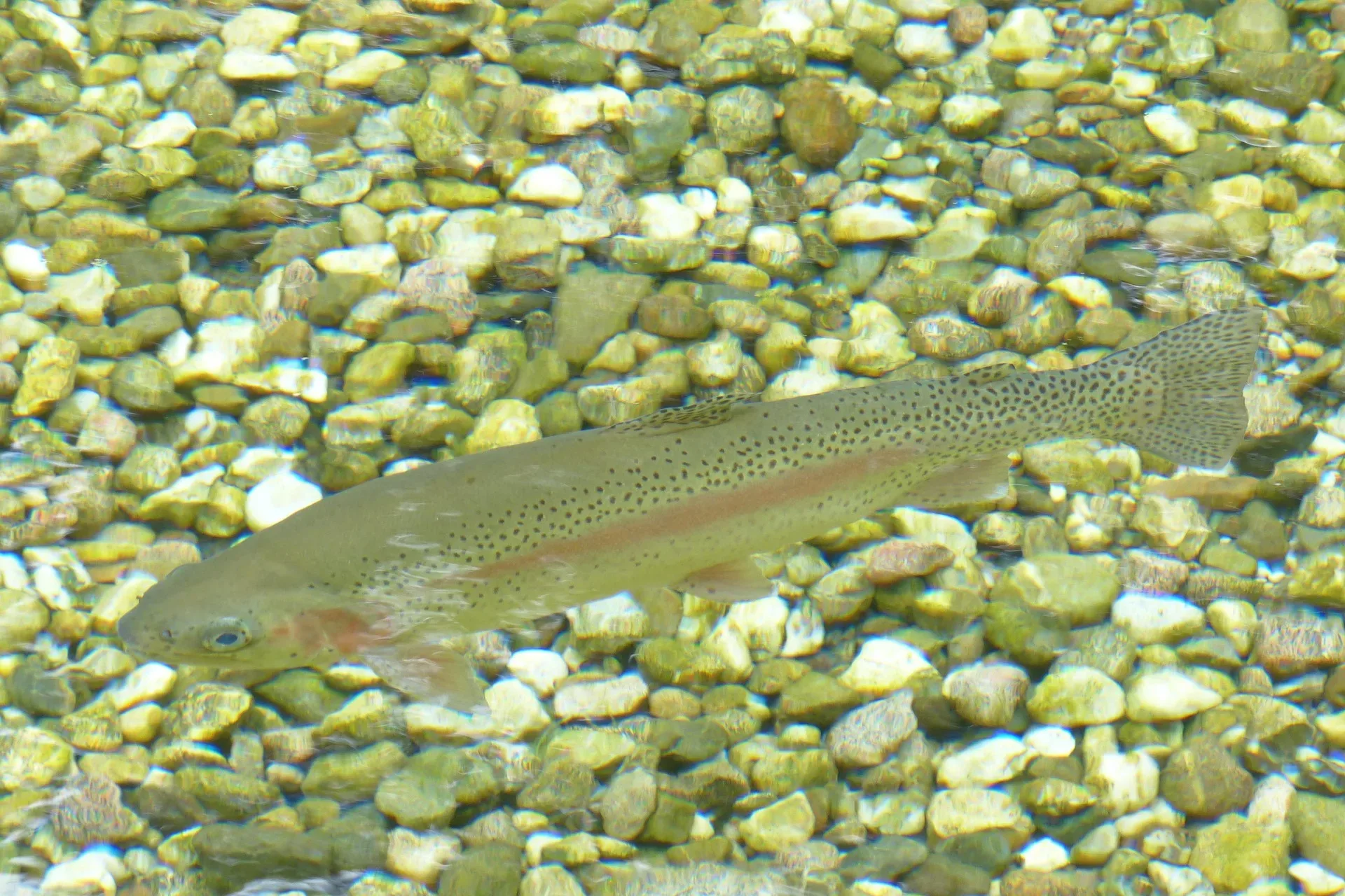 Fish marking strategy helps biologists differentiate between wild trout and hatchery trout