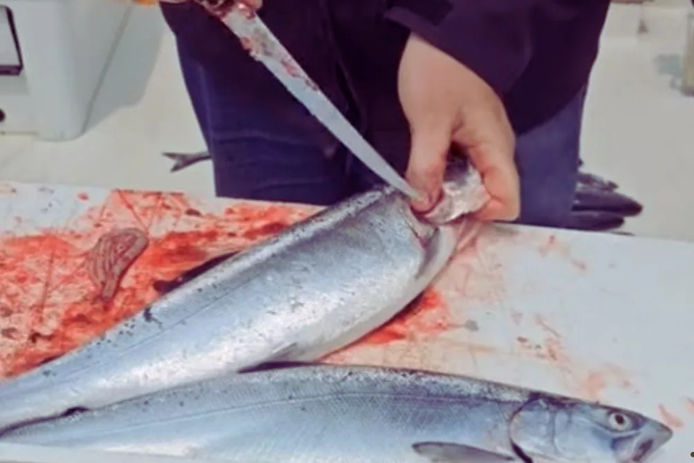 How To Master the King Salmon Fillet