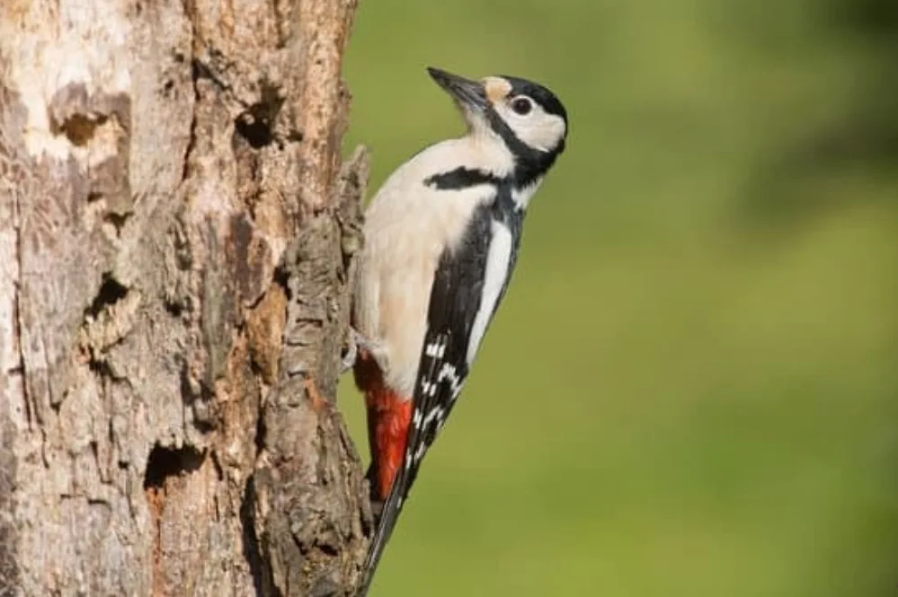What is Wrapped Around a Woodpecker’s Brain?