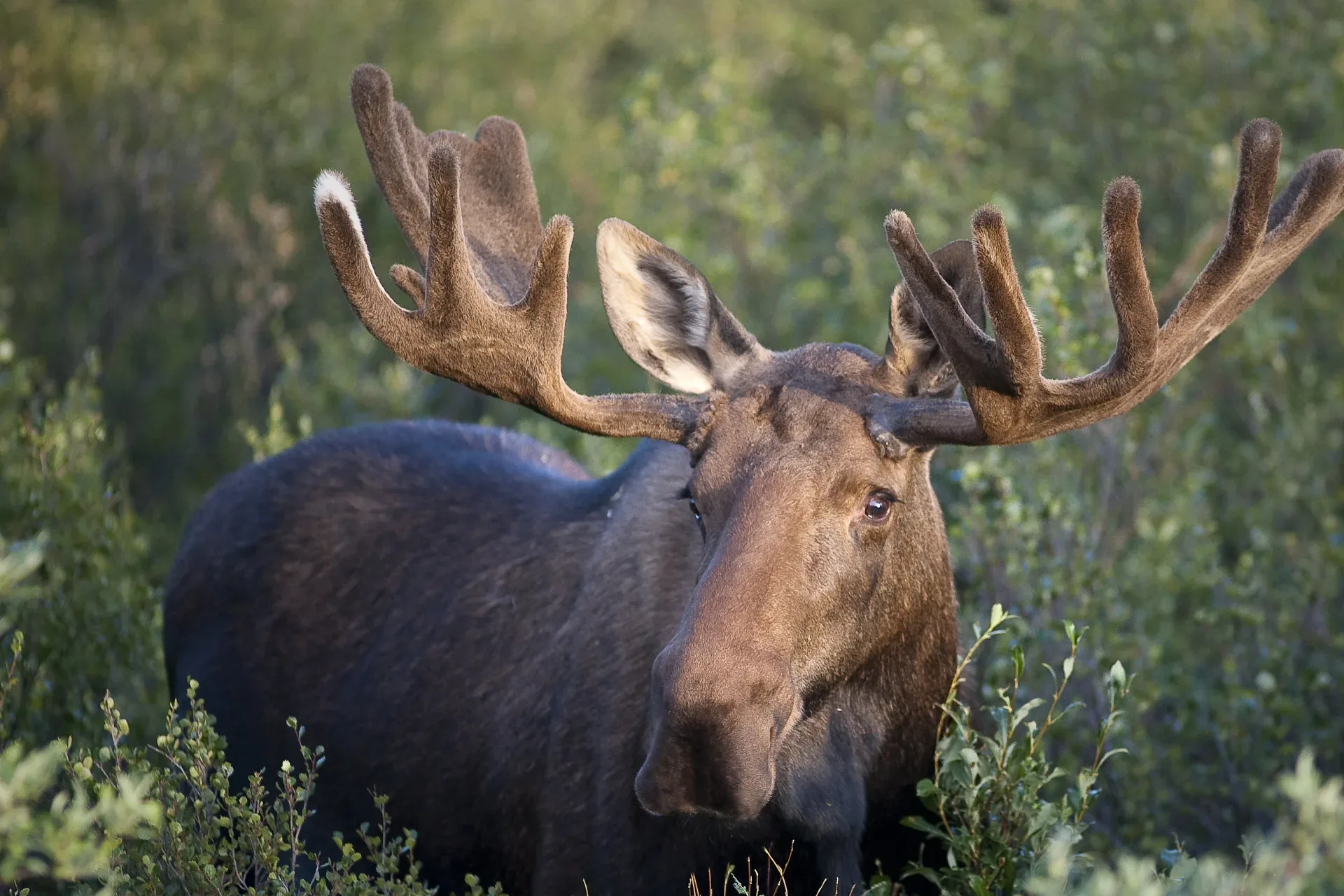 Young man dies after crashing into moose in park
