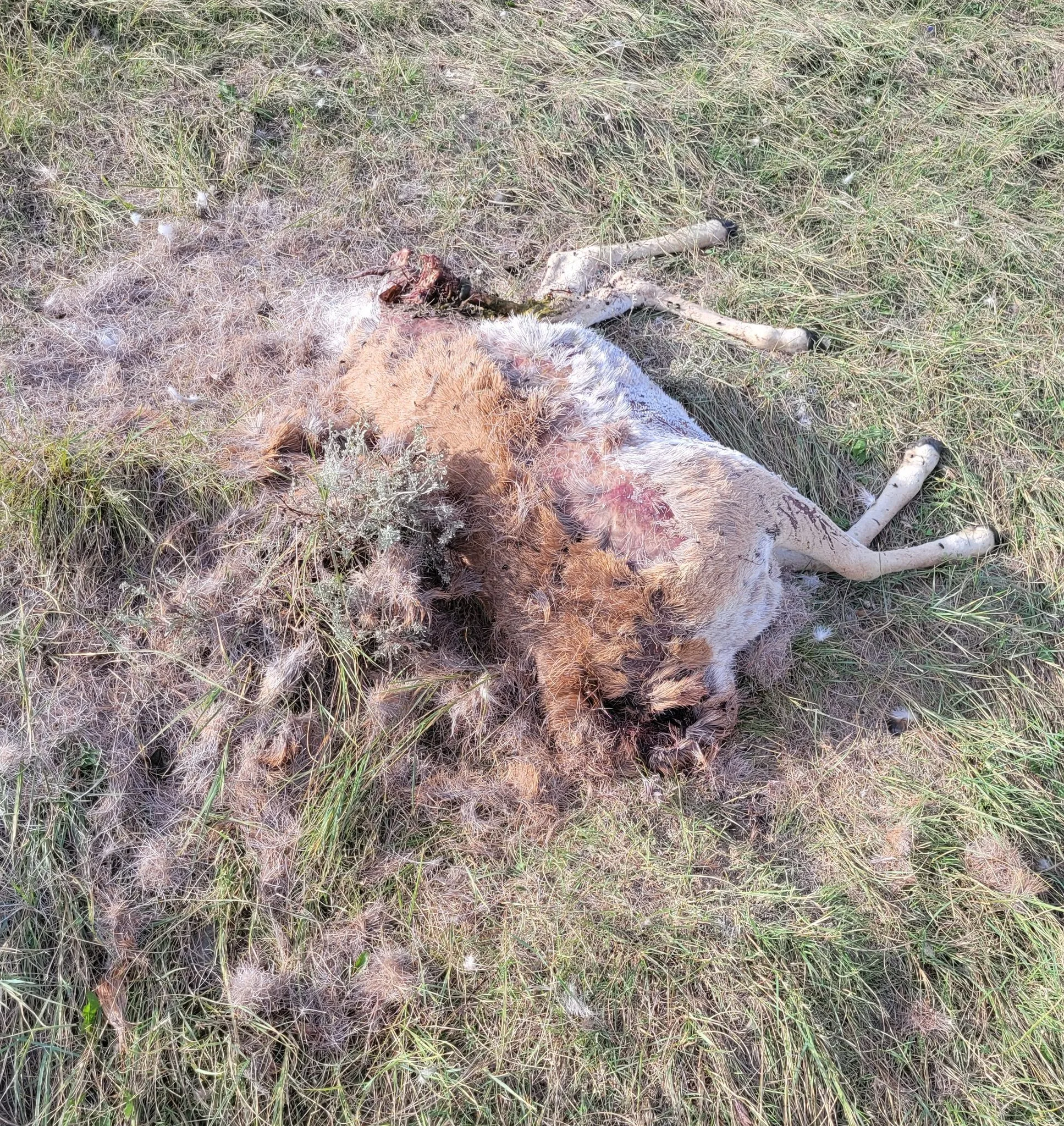 Antelope buck poached near Alzada, left to waste