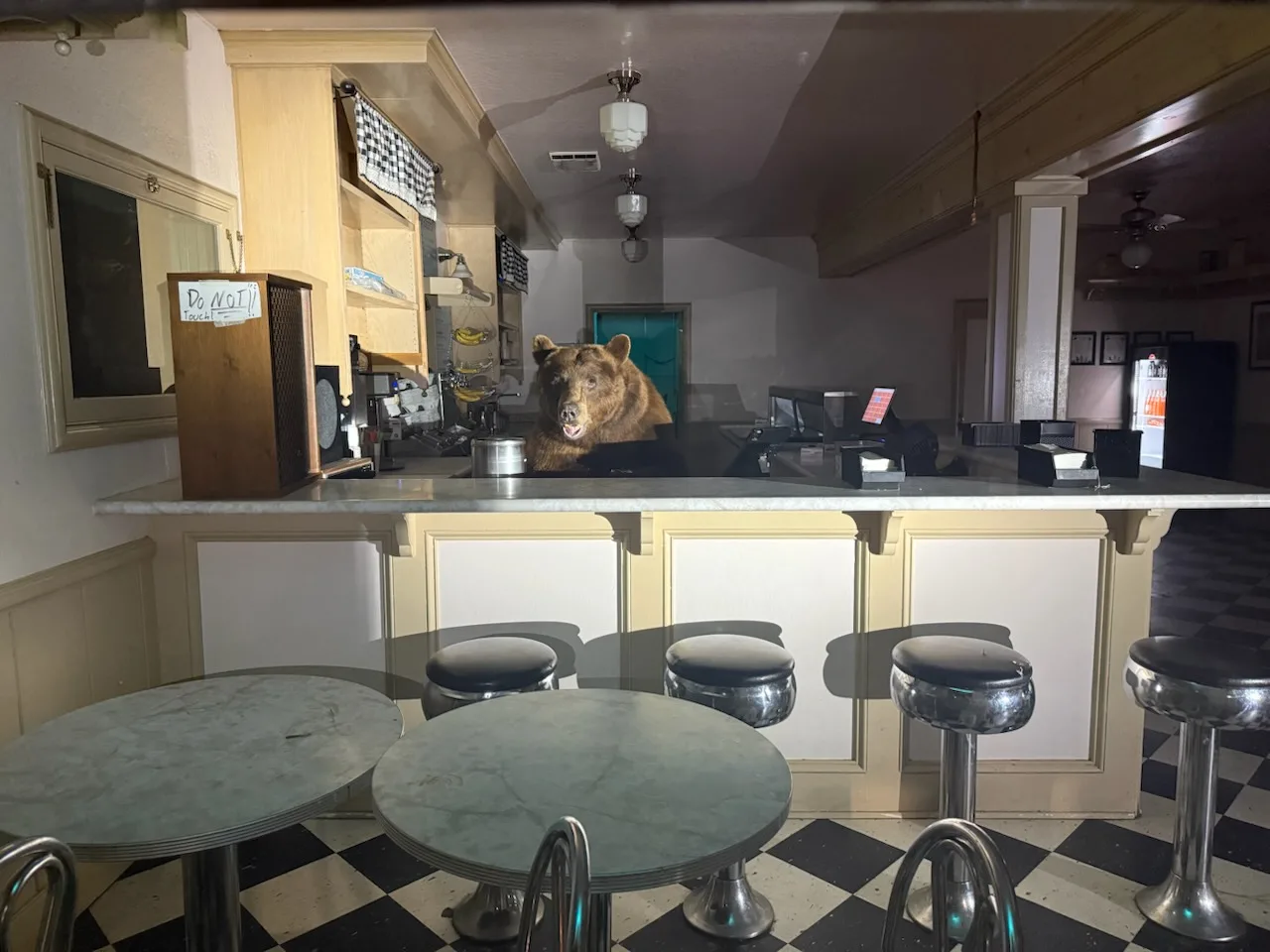 Bear raids ice cream shop